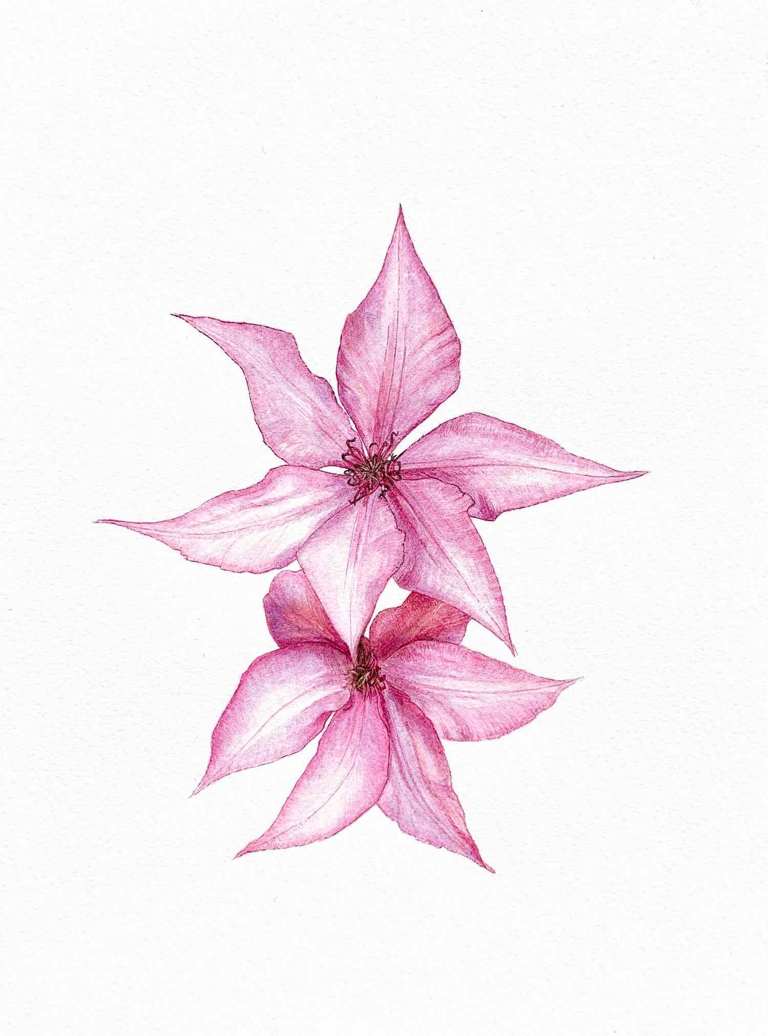 Aquarelle botanique originale de Clematis 'Giselle' : grandes fleurs rose mauve bordées d'un liseré plus intense