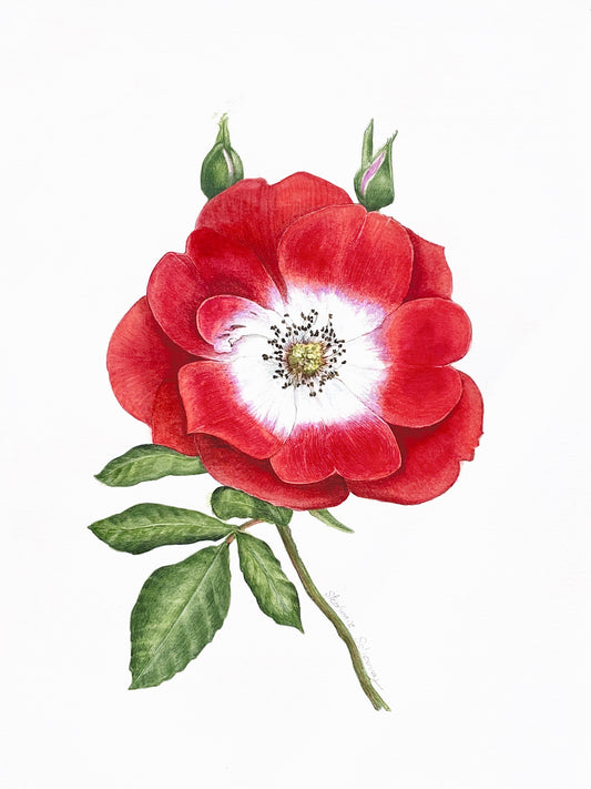 Illustration botanique à l'aquarelle d'églantier sauvage (Rosa canina), fleurs simples rouge éclatant et blanche