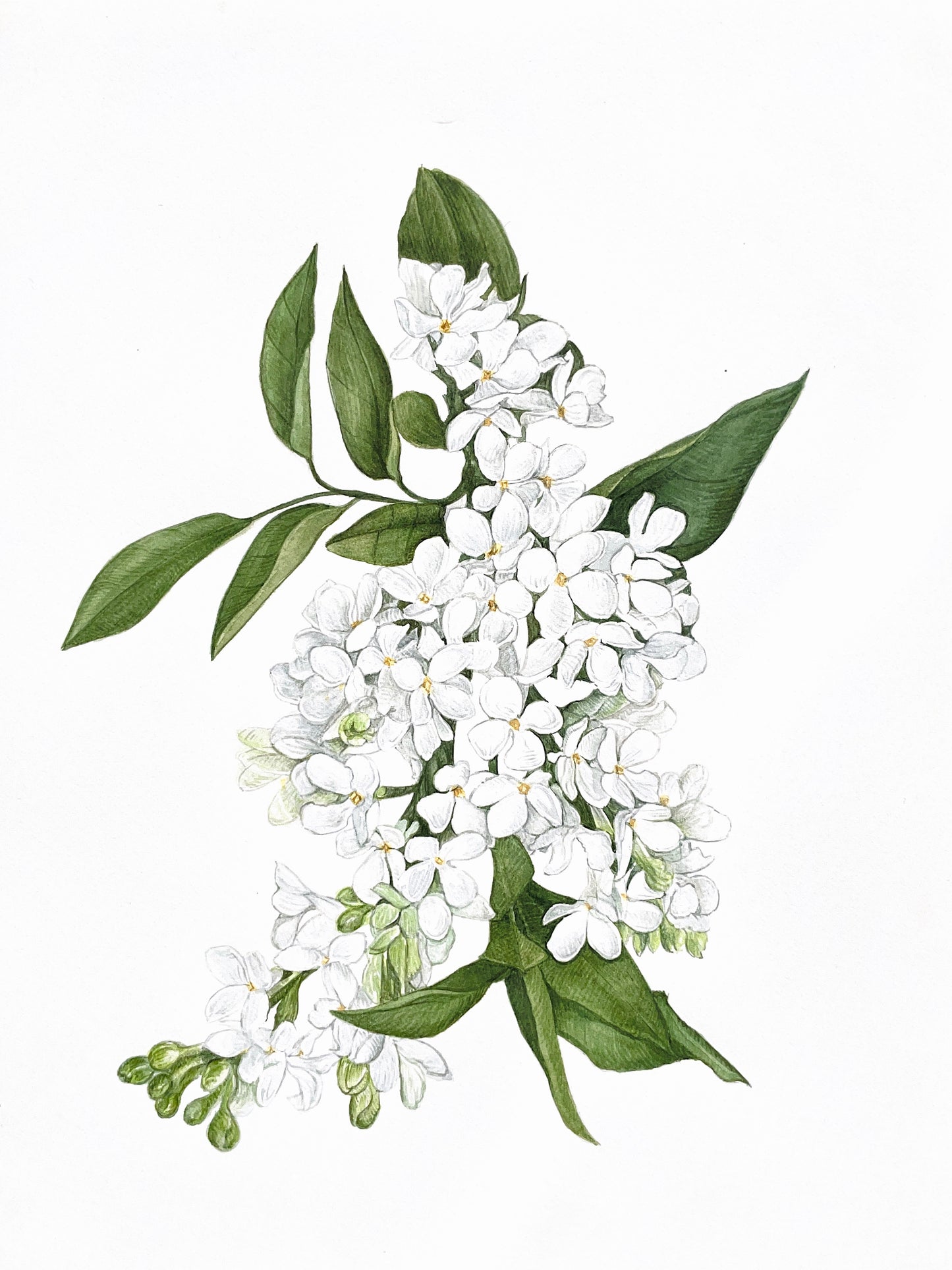 Illustration botanique à l'aquarelle de lilas commun blanc (Syringa vulgaris, Oleaceae) avec feuillage