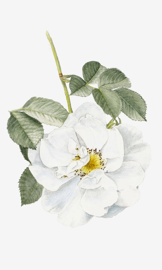 Illustration botanique à l'aquarelle de petite rose blanche, rosier buisson à fleurs groupées (Rosa, Rosacées), compact et structuré