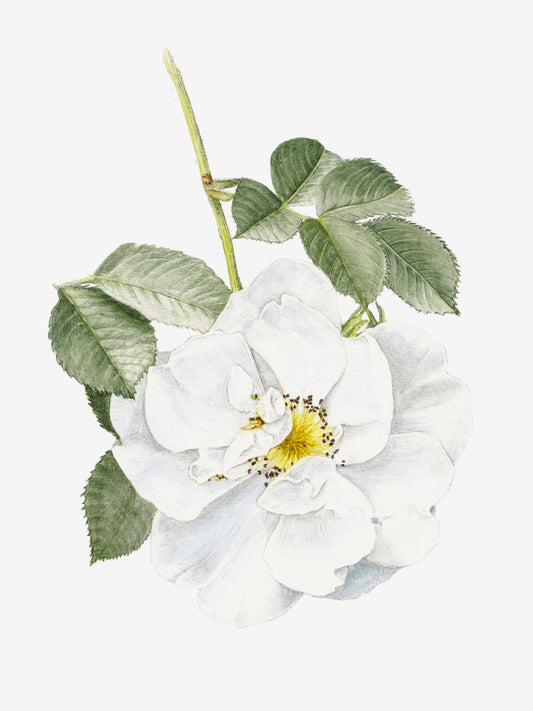 Illustration botanique à l'aquarelle de petite rose blanche, rosier buisson à fleurs groupées (Rosa, Rosacées), compact et structuré