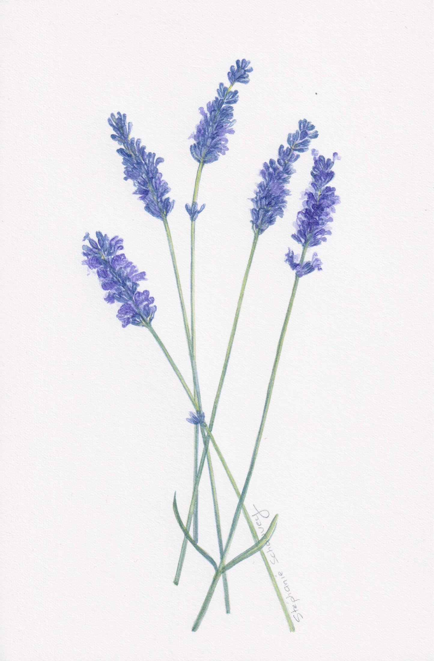 Aquarelle botanique de Lavandula angustifolia, lavande vraie aux épis floraux violets