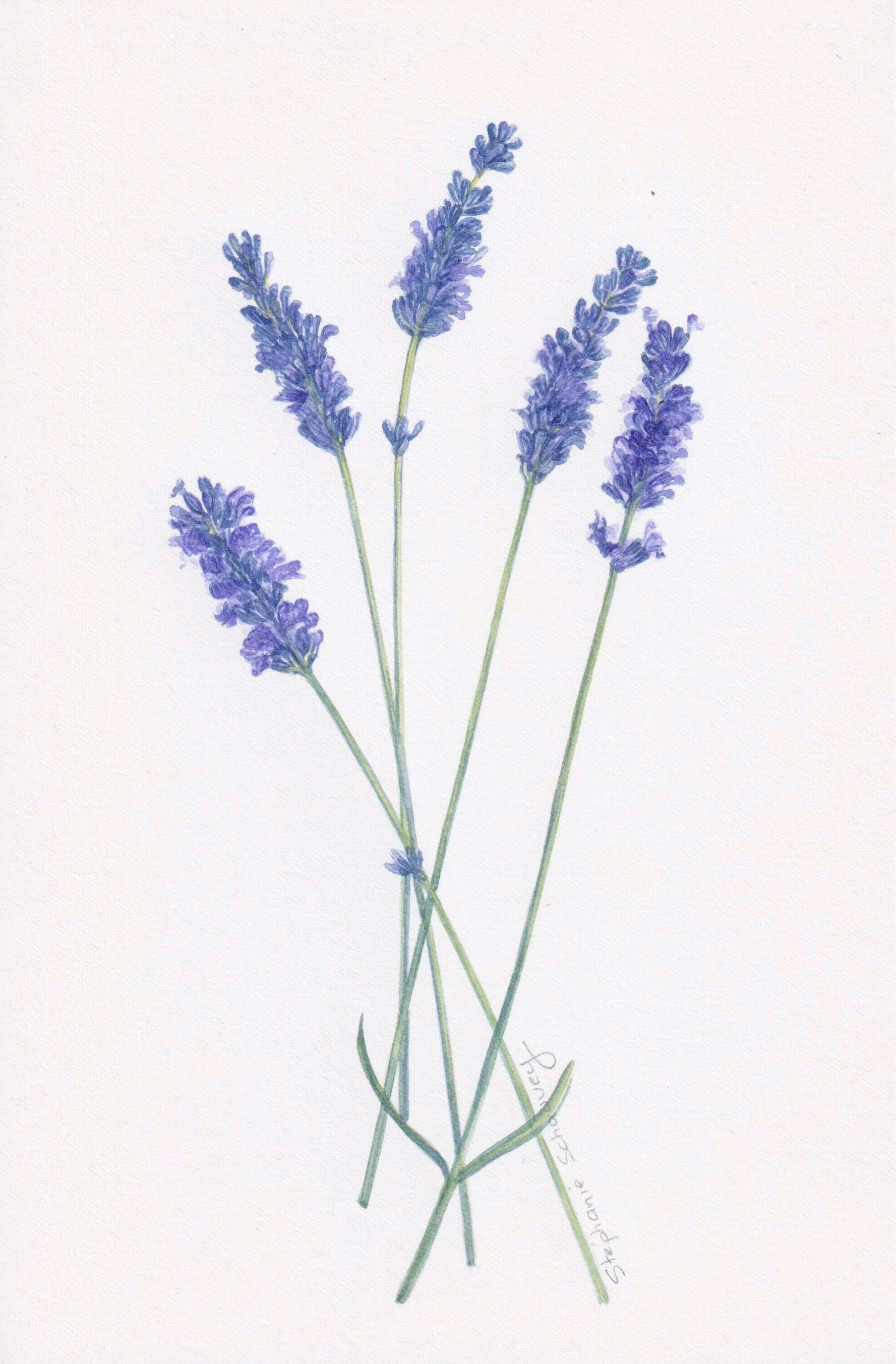Aquarelle botanique de Lavandula angustifolia, lavande vraie aux épis floraux violets
