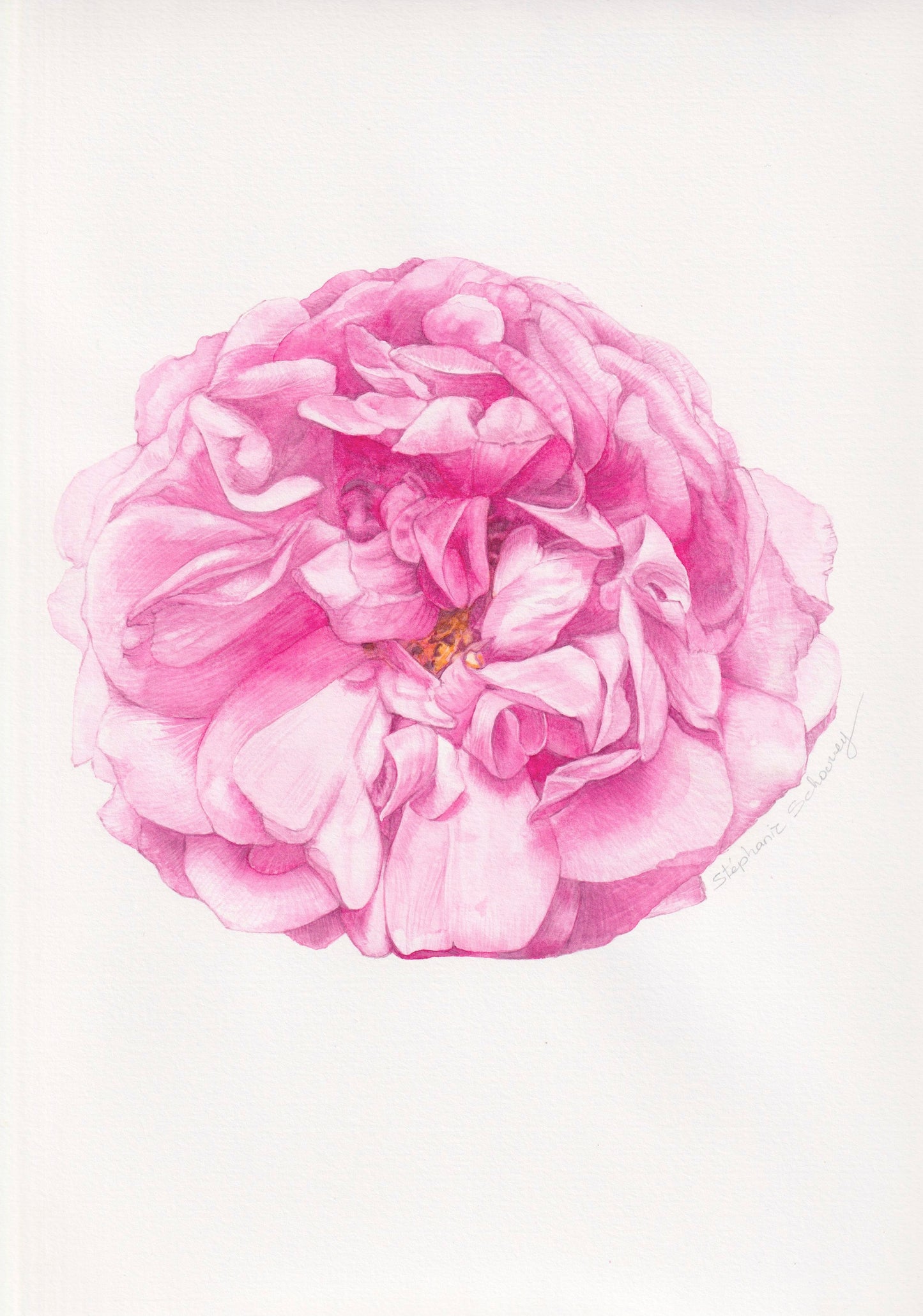 illustration botanique à l'aquarelle de rose moussue, Rosa x Portland ‘Comte de Chambord’ (rose ancienne anglaise)