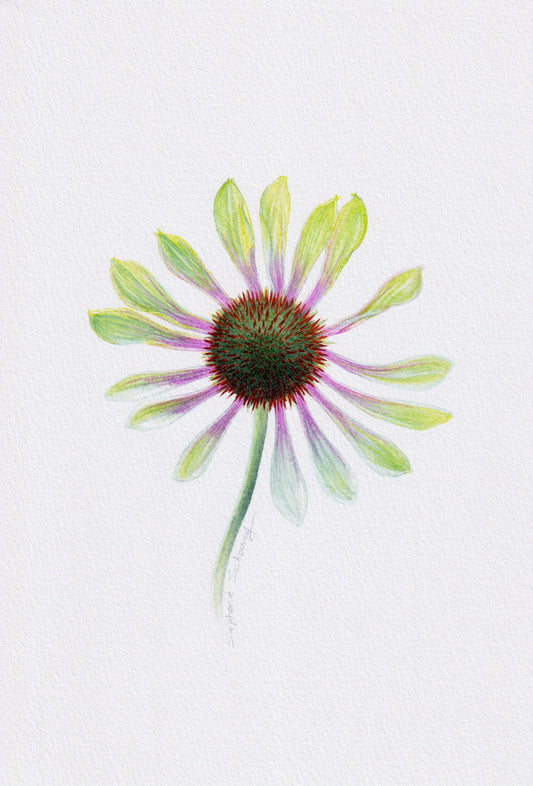 Aquarelle d'Echinacea Green Envy aux fleurs et coeurs verts, pétales acérés avec reflets magenta, illustration botanique