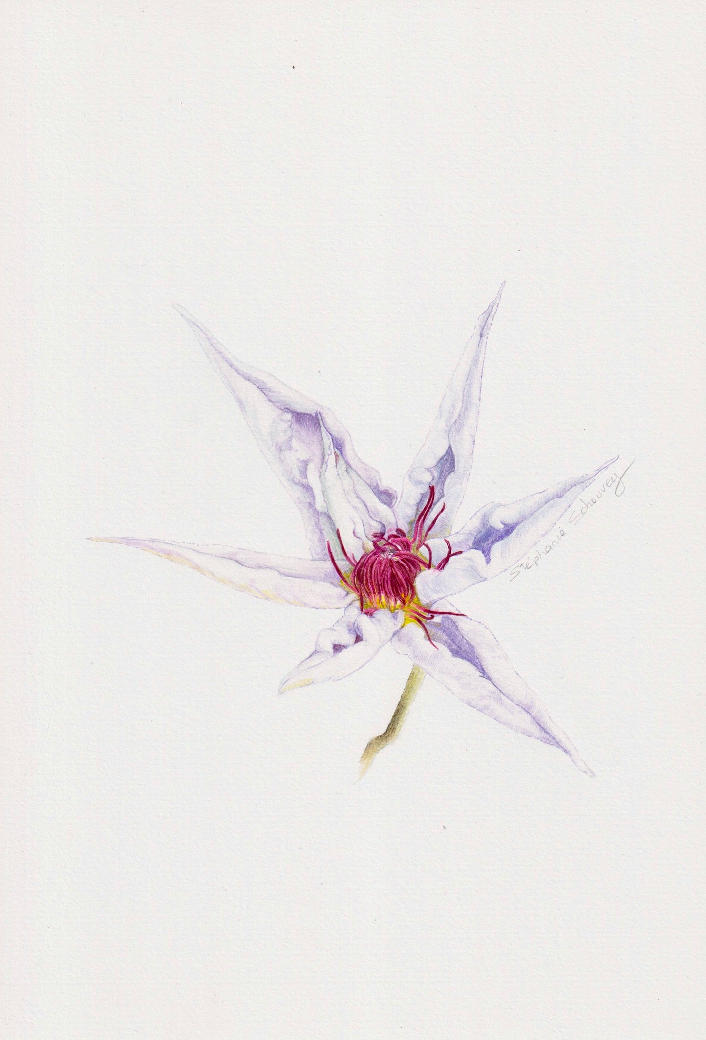 Aquarelle originale de Clematis 'Snow Queen' aux sépales ondulés teintés de mauve et cœur pourpre