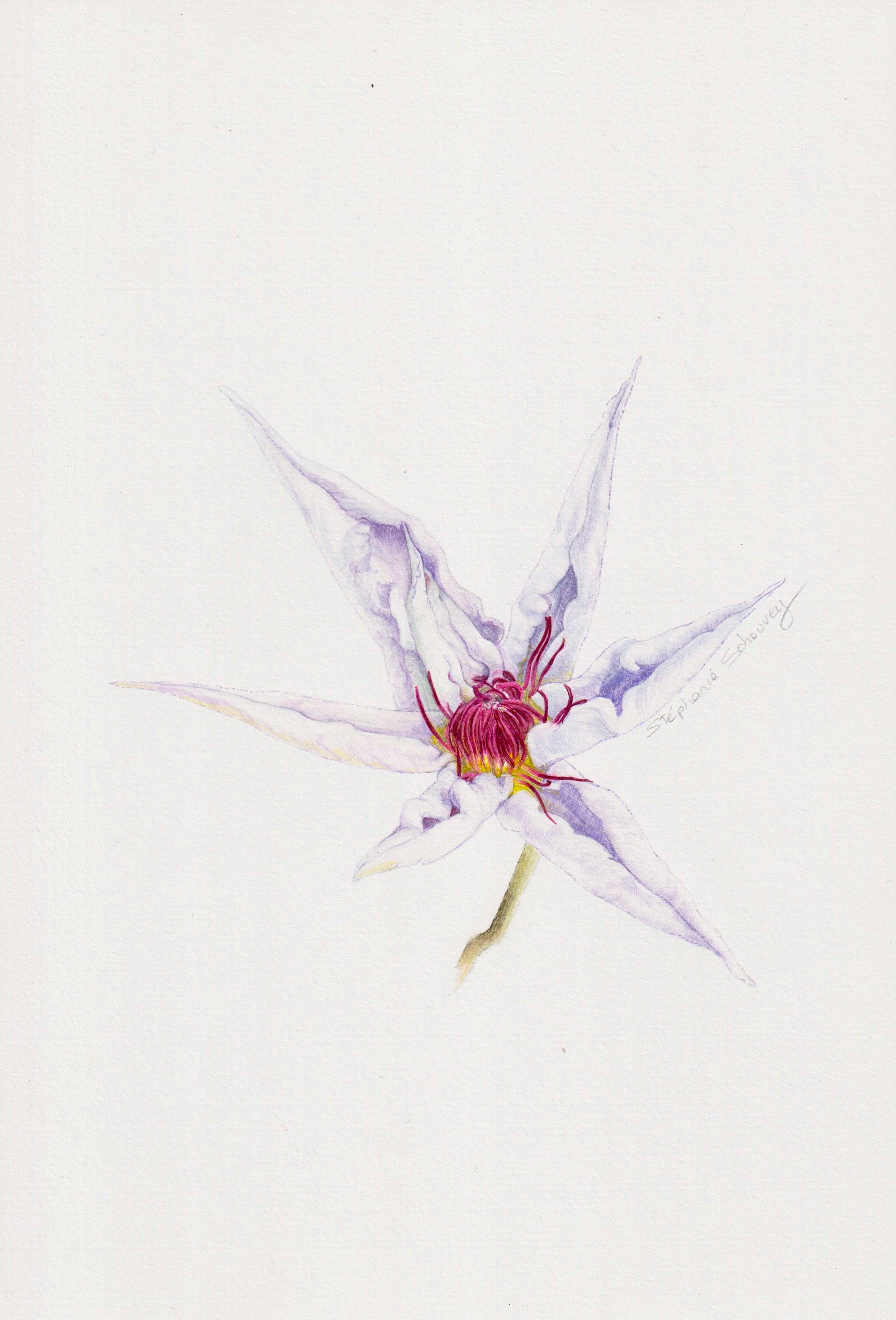 Aquarelle originale de Clematis 'Snow Queen' aux sépales ondulés teintés de mauve et cœur pourpre