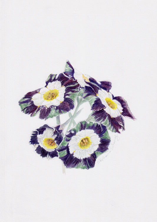 aquarelle de Primula auricula Hinton Admiral, primevère miniature tricolore blanc violet et vert, illustration botanique