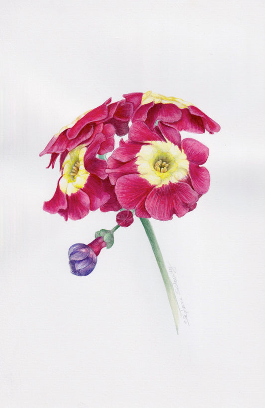 Illustration botanique de Primula pubescens x rufus à l'aquarelle, primevère alpine rouge
