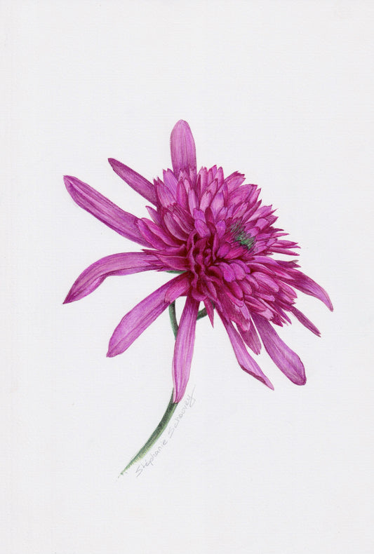 Aquarelle d'Echinacea Southern Belle aux fleurs doubles étagées rose et magenta, illustration botanique