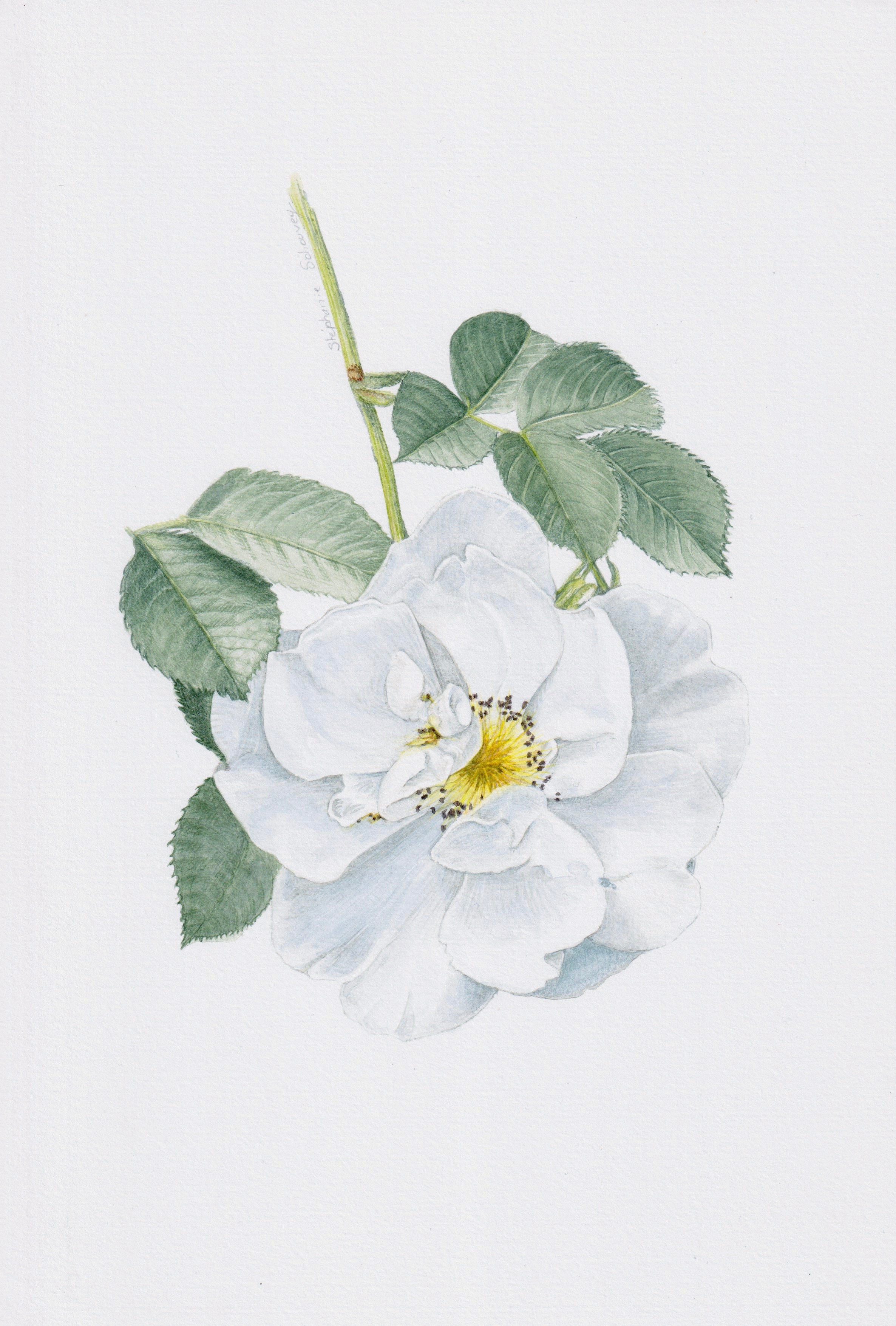 Illustration botanique à l'aquarelle de petite rose blanche, Rosa x alba (rose ancienne)
