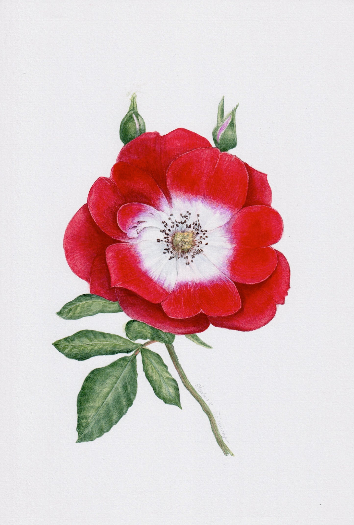 Illustration botanique à l'aquarelle de rose grimpante, Rosa x 'Dortmund', fleur simple rouge éclatant et blanche