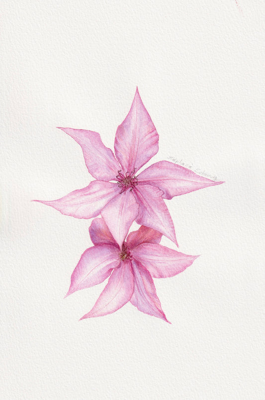 Aquarelle botanique originale de Clematis 'Giselle' : grandes fleurs rose mauve bordées d'un liseré plus intense