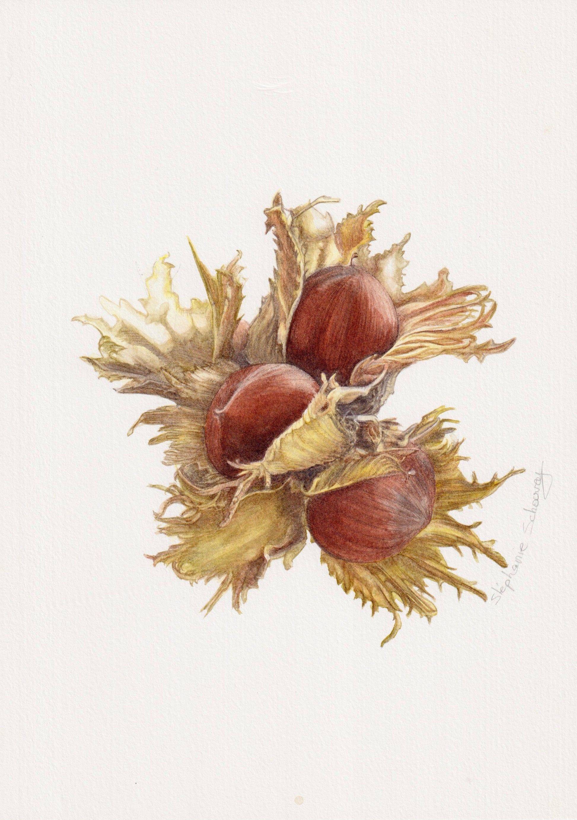 Illustration botanique à l'aquarelle de noisettes communes (Corylus avellana), fruits à coque