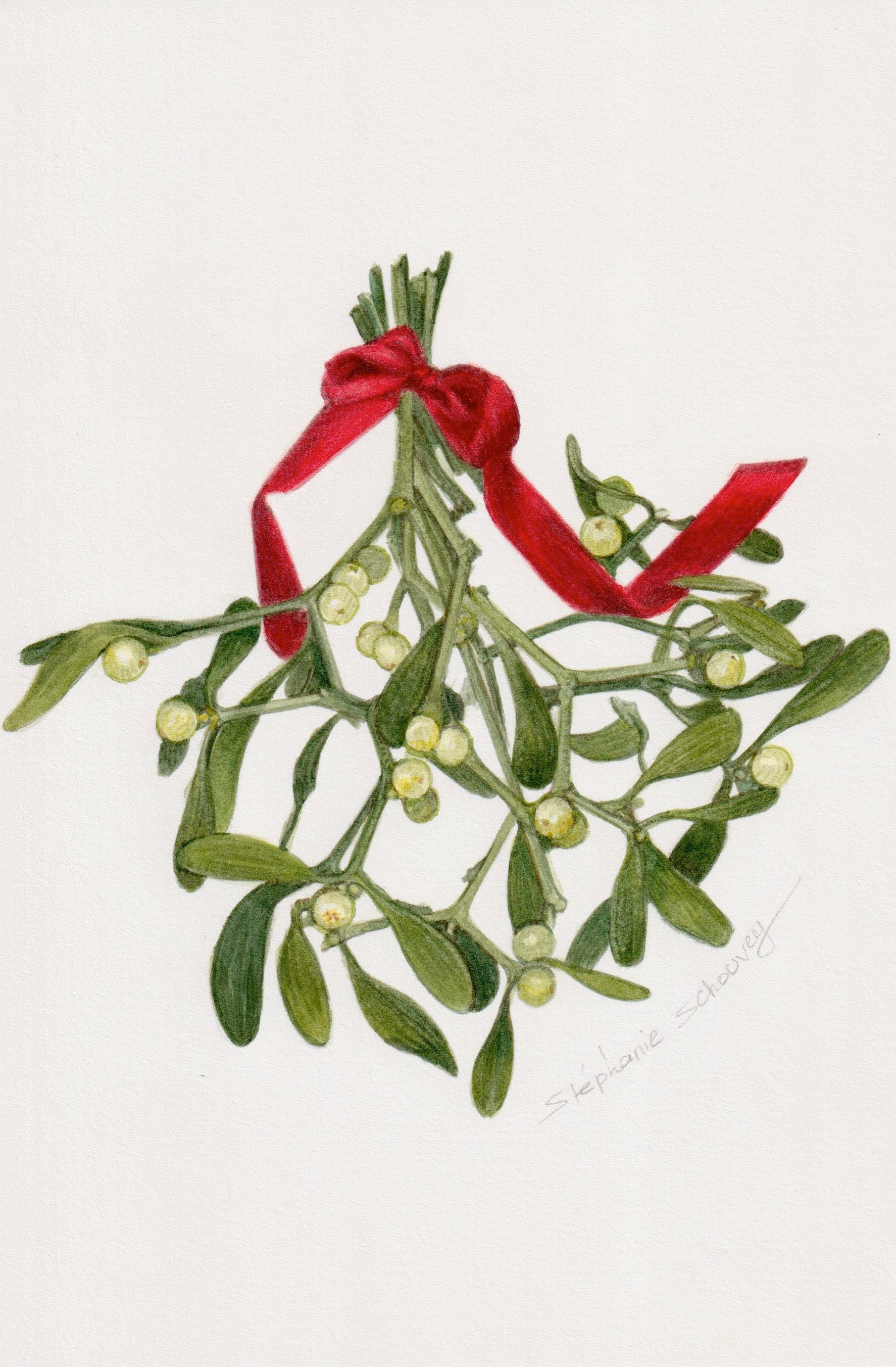 Illustration à l'aquarelle de branche de gui (Viscum album) avec baies blanches et ruban rouge, plante parasite traditionnelle de Noël