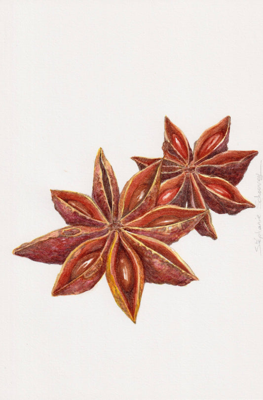 Aquarelle botanique de Cannelle (cinnamomum verum) de la famille des Lauraceae