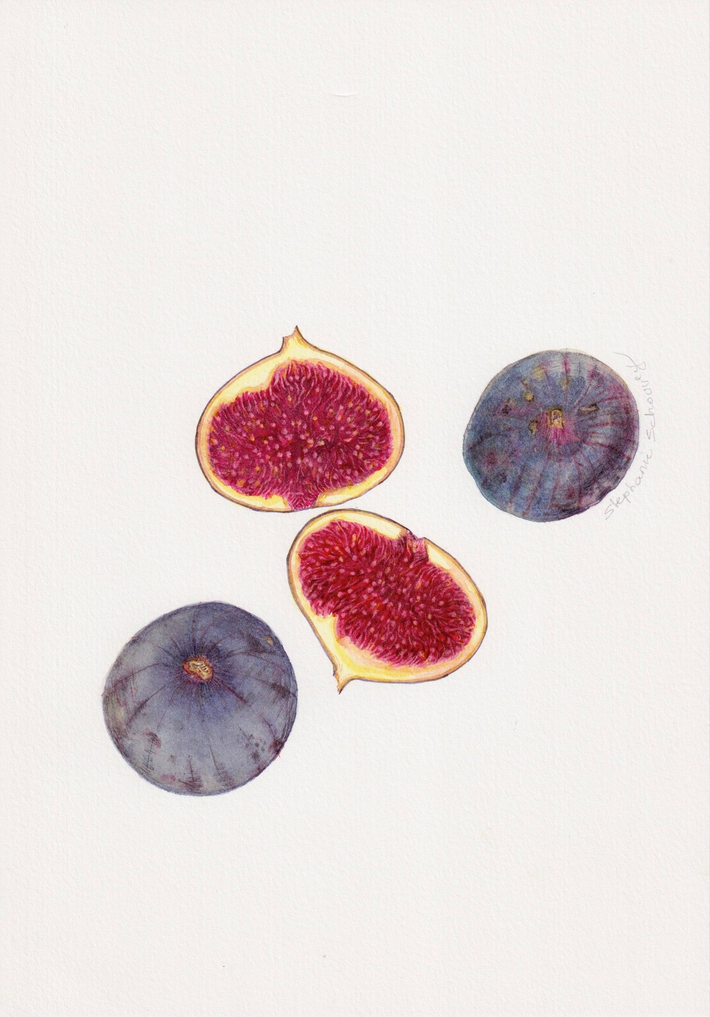 Aquarelle botanique de figues noires du Ventoux (Ficus carica), fruits de Provence