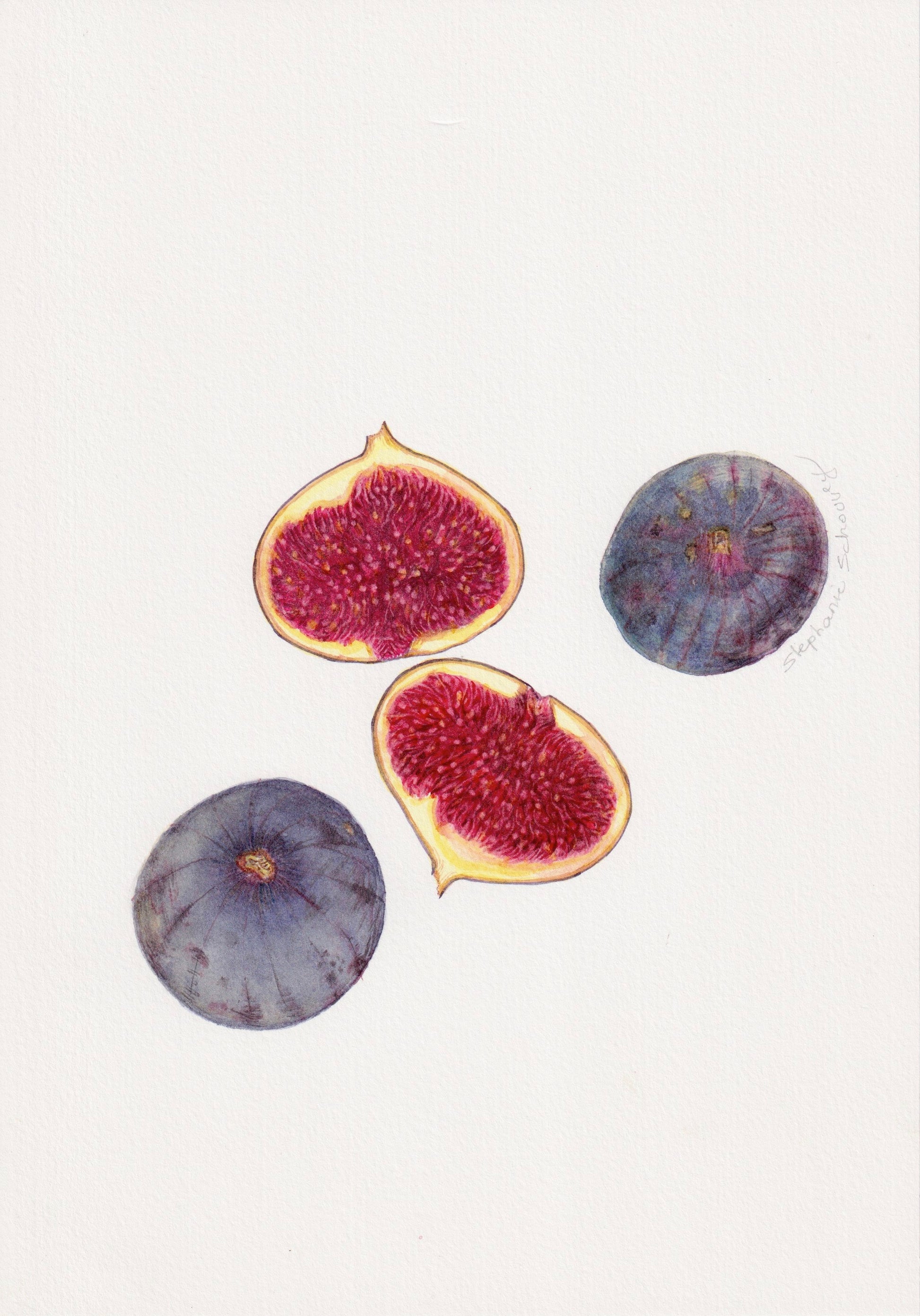Aquarelle botanique de figues noires du Ventoux (Ficus carica), fruits de Provence