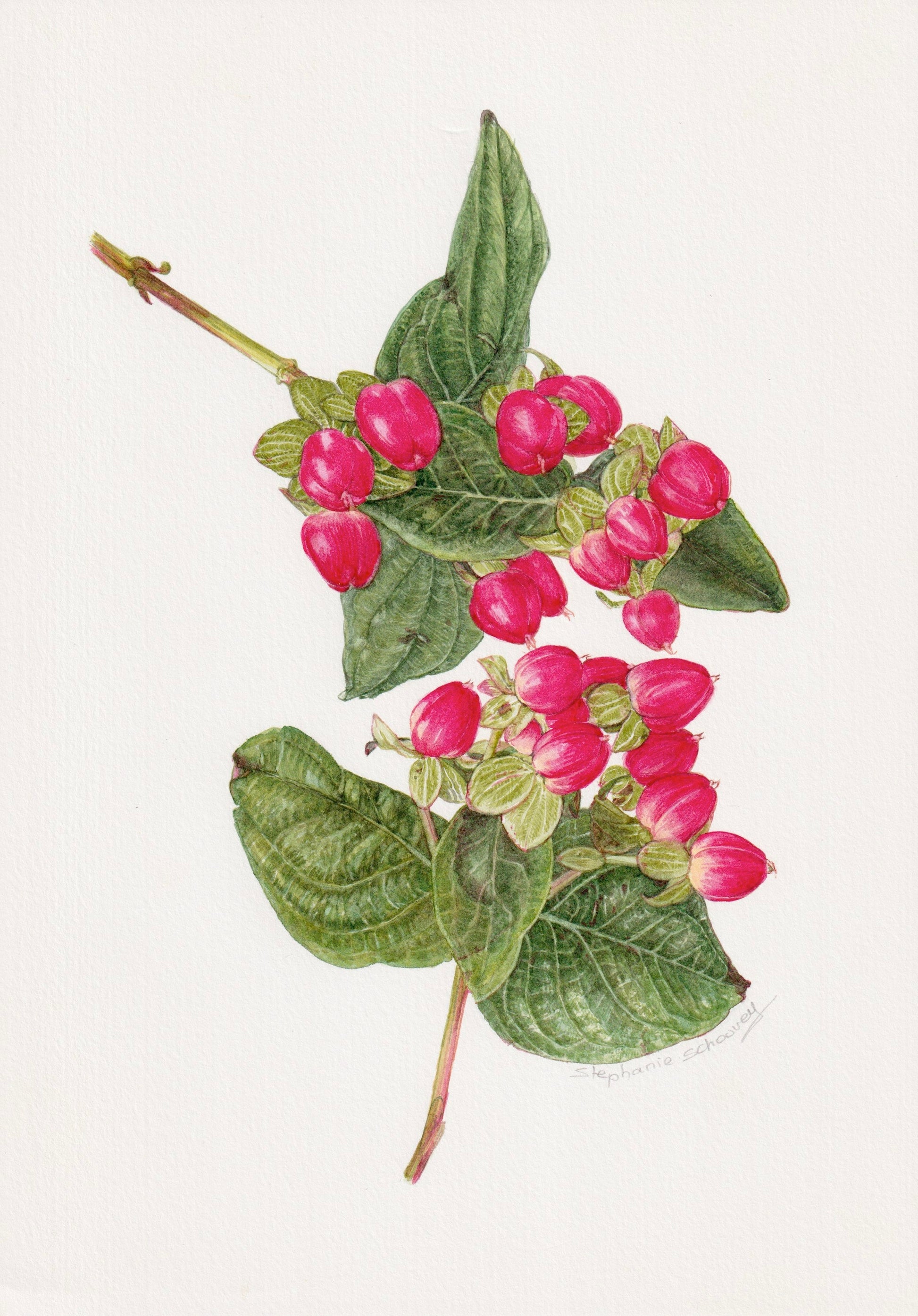 Illustration botanique à l'aquarelle de millepertuis (Hypericum) aux petits fruits rouges ovales, fermes et brillants, groupés sur les tiges
