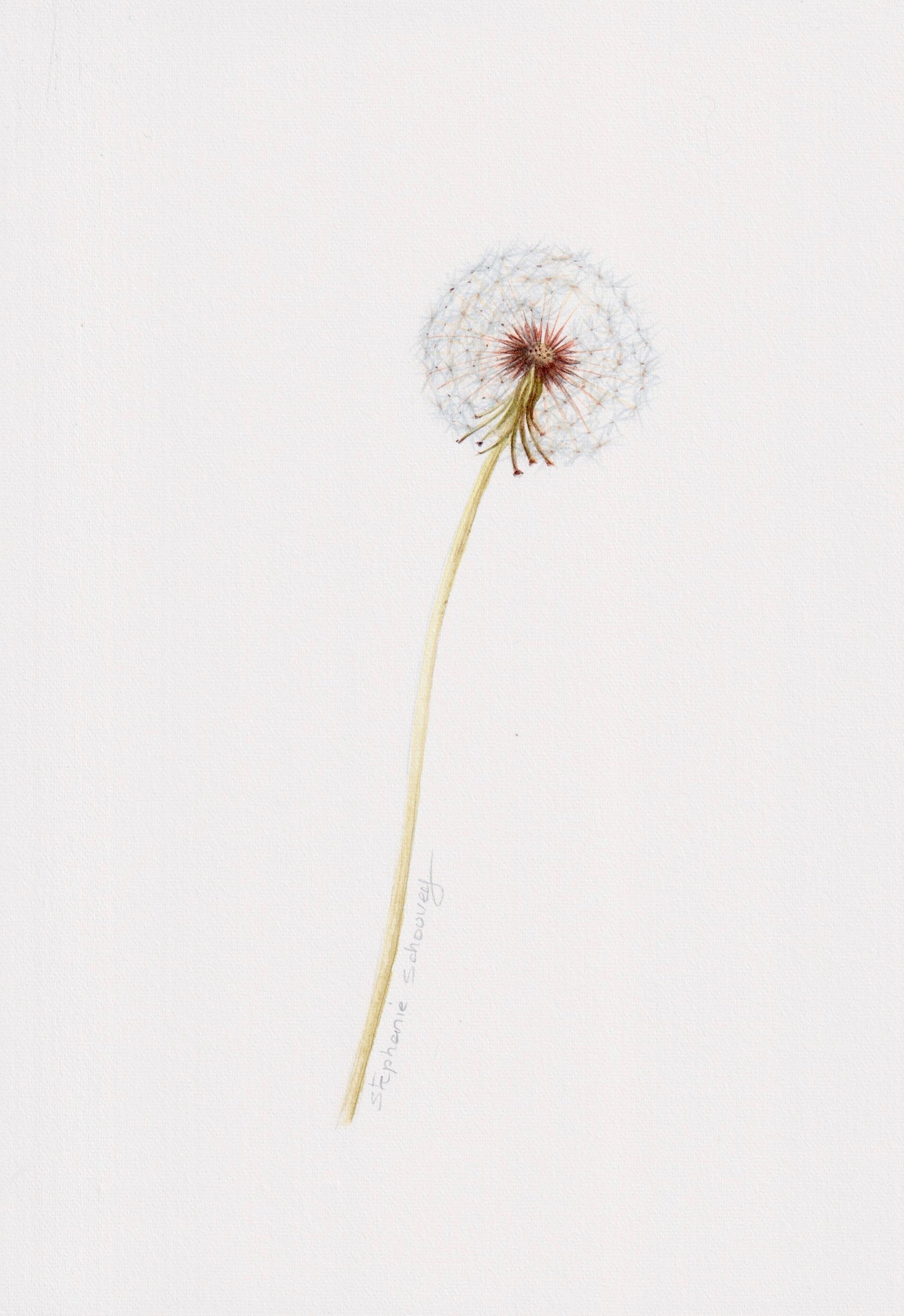 Illustration botanique de Taraxacum dens leonis (pissenlit) à l'aquarelle, capitule d'akènes blanc duveteux
