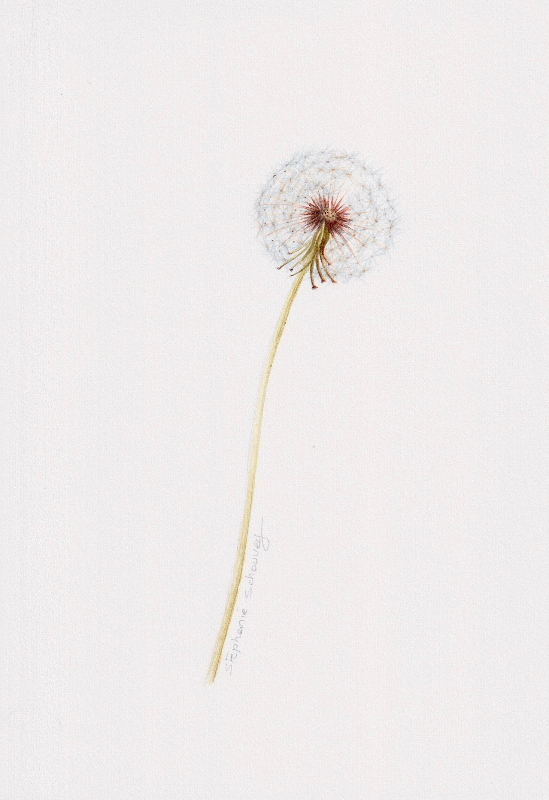 Illustration botanique de Taraxacum dens leonis (pissenlit) à l'aquarelle, capitule d'akènes blanc duveteux