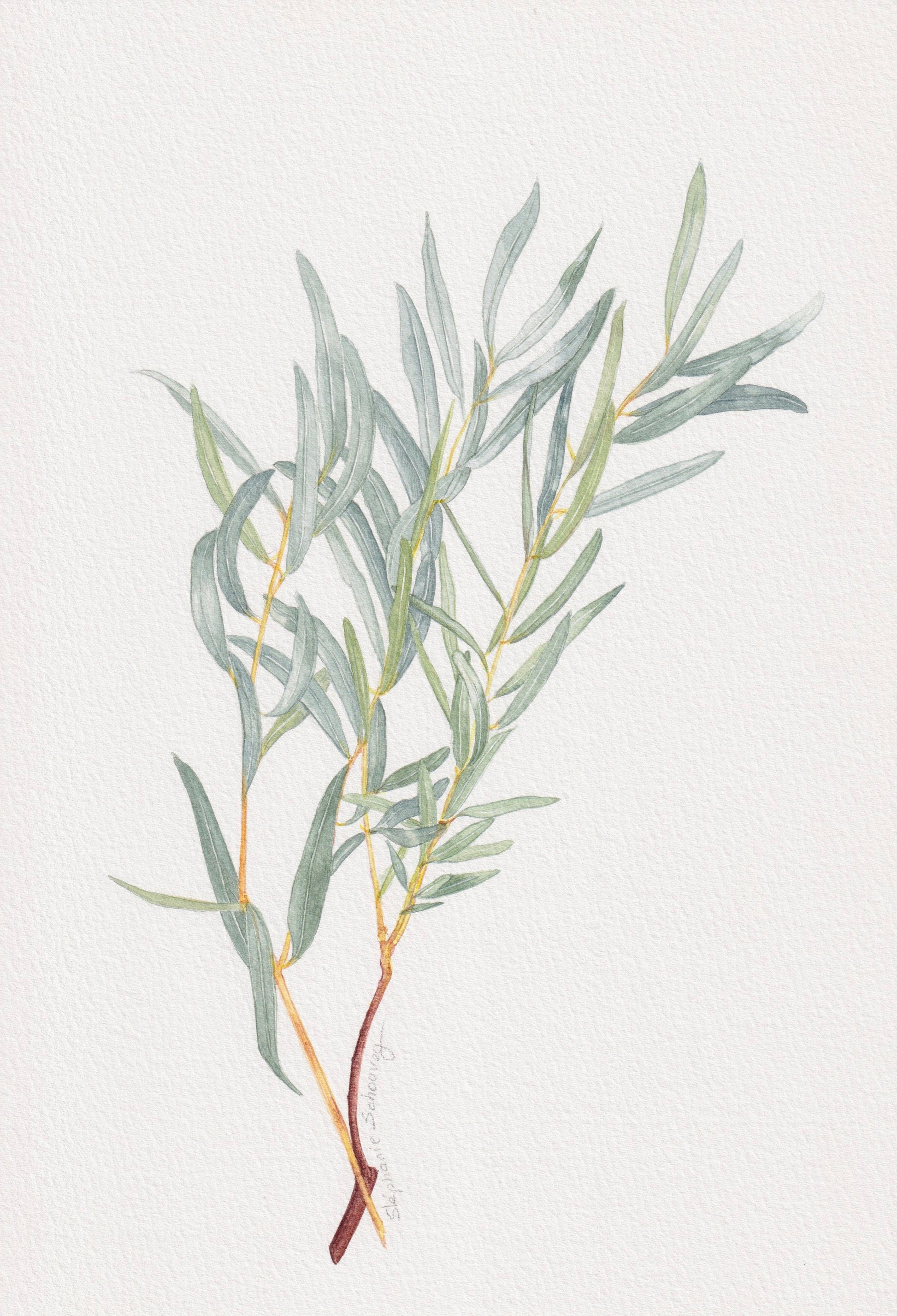 Illustration botanique à l'aquarelle d'eucalyptus globulus, gommier bleu aux feuilles allongées vert cendré (Myrtaceae)