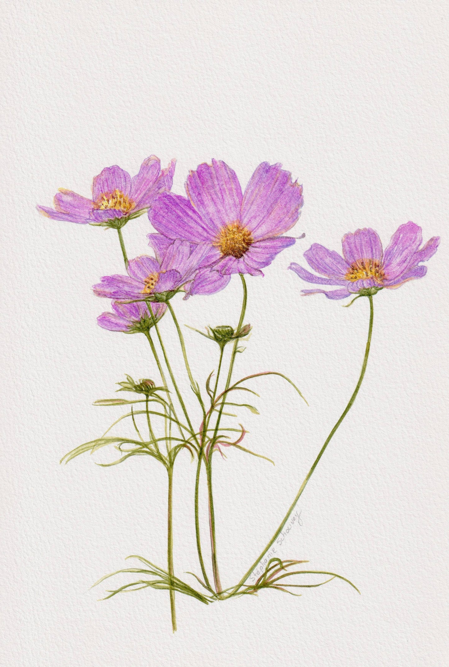 Aquarelle botanique de Cosmos bipinnatus, fleurs mauves aux pétales délicats et cœurs jaune doré
