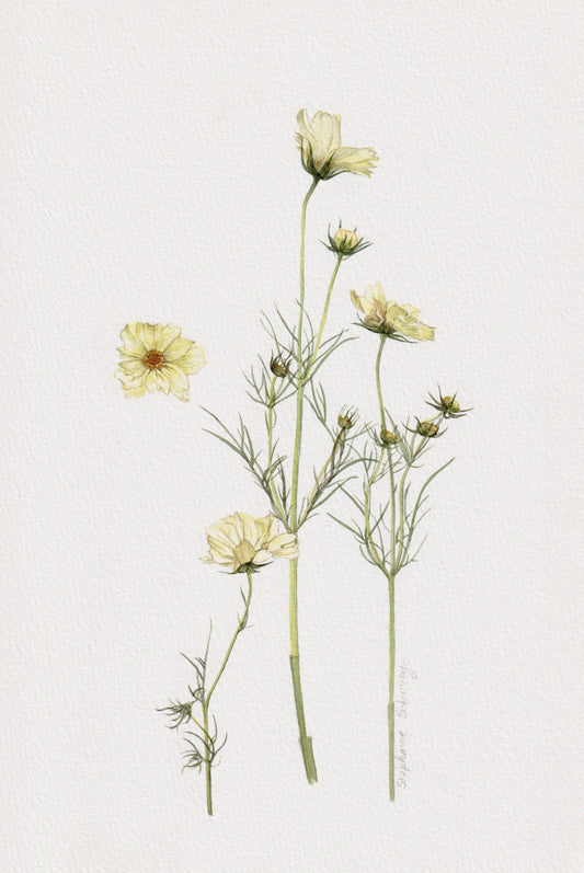 Illustration botanique à l'aquarelle de cosmos sauvages jaunes (Cosmos Xanthos) 