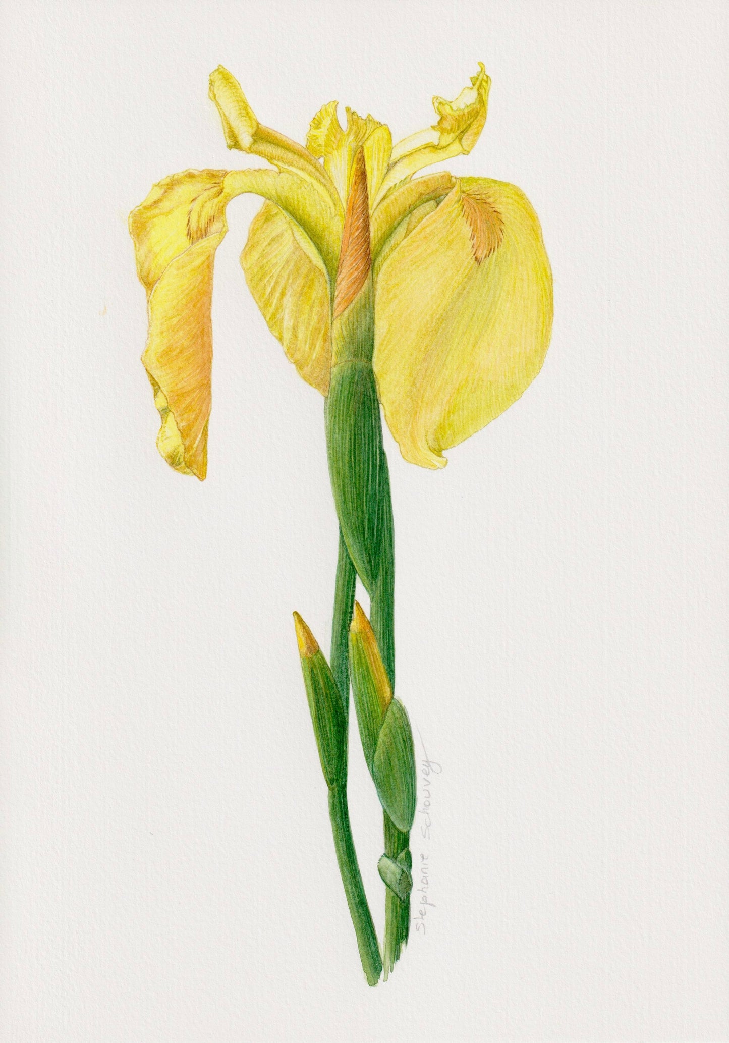Dessin naturaliste à l'aquarelle d'Iris des marais, Iris pseudacorus