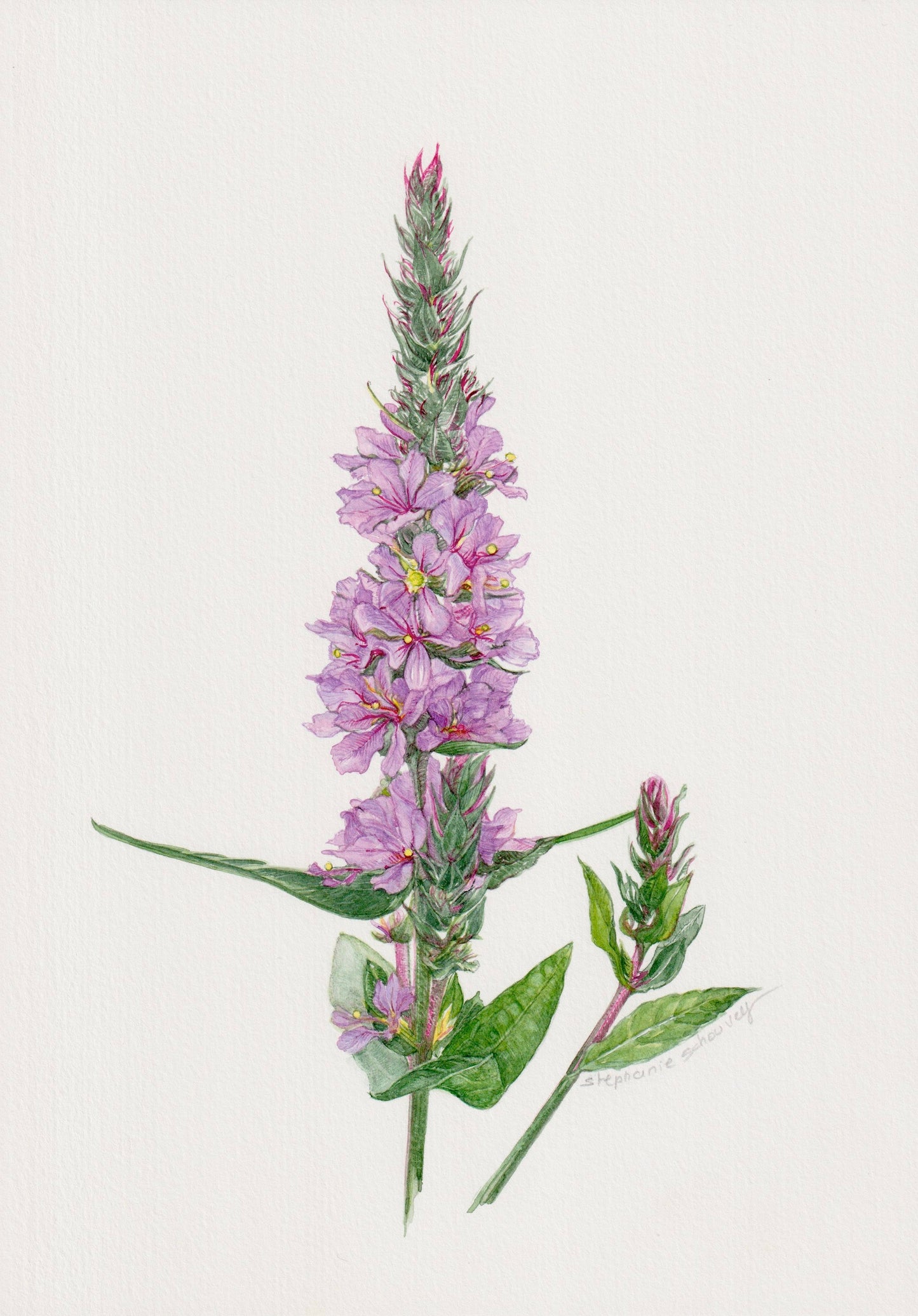Aquarelle botanique de Lythrum salicaria, salicaire commune aux épis floraux roses pourpres