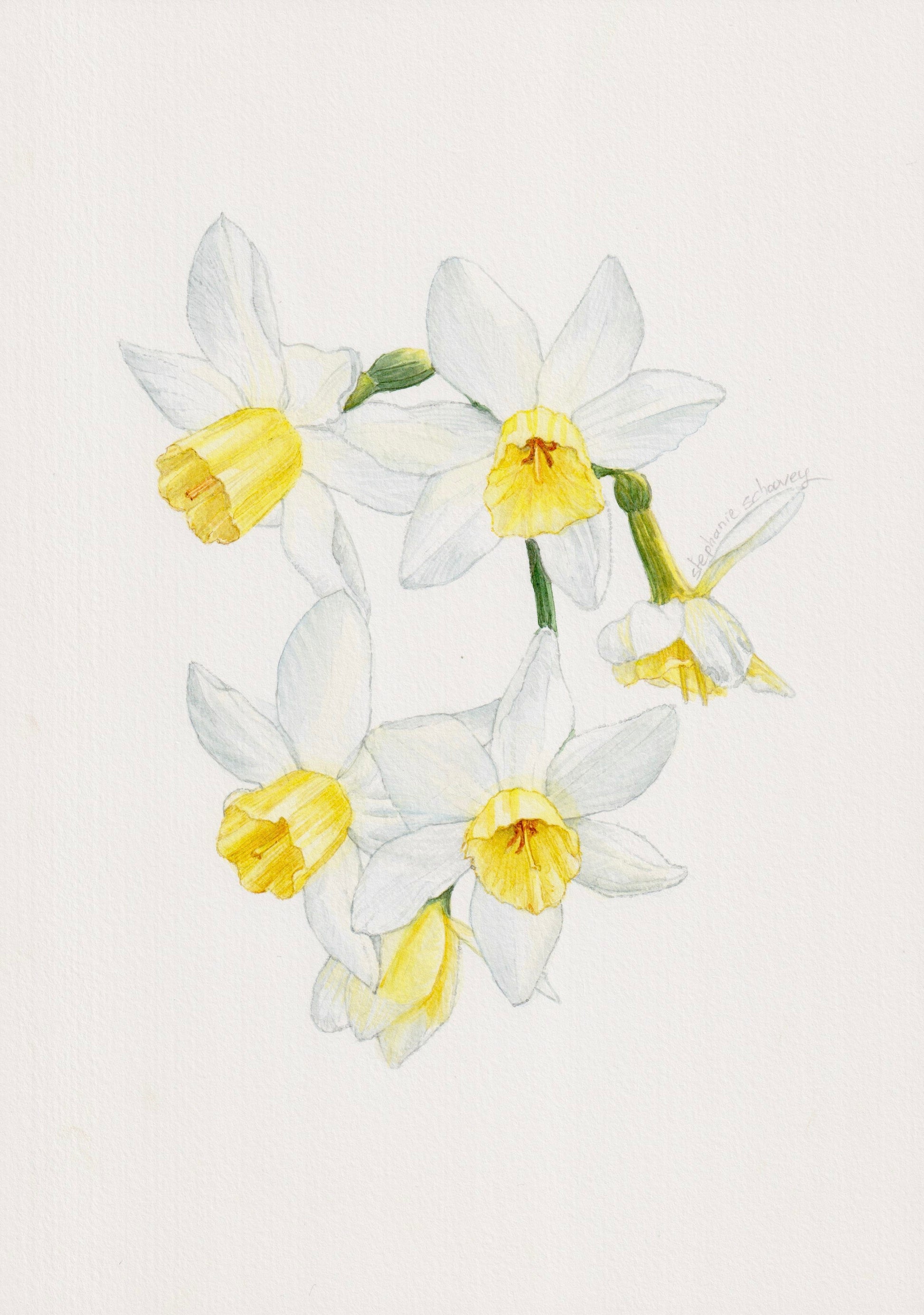 Illustration botanique à l'aquarelle de narcisse blanc à couronne jaune (Narcissus, Amaryllidaceae)