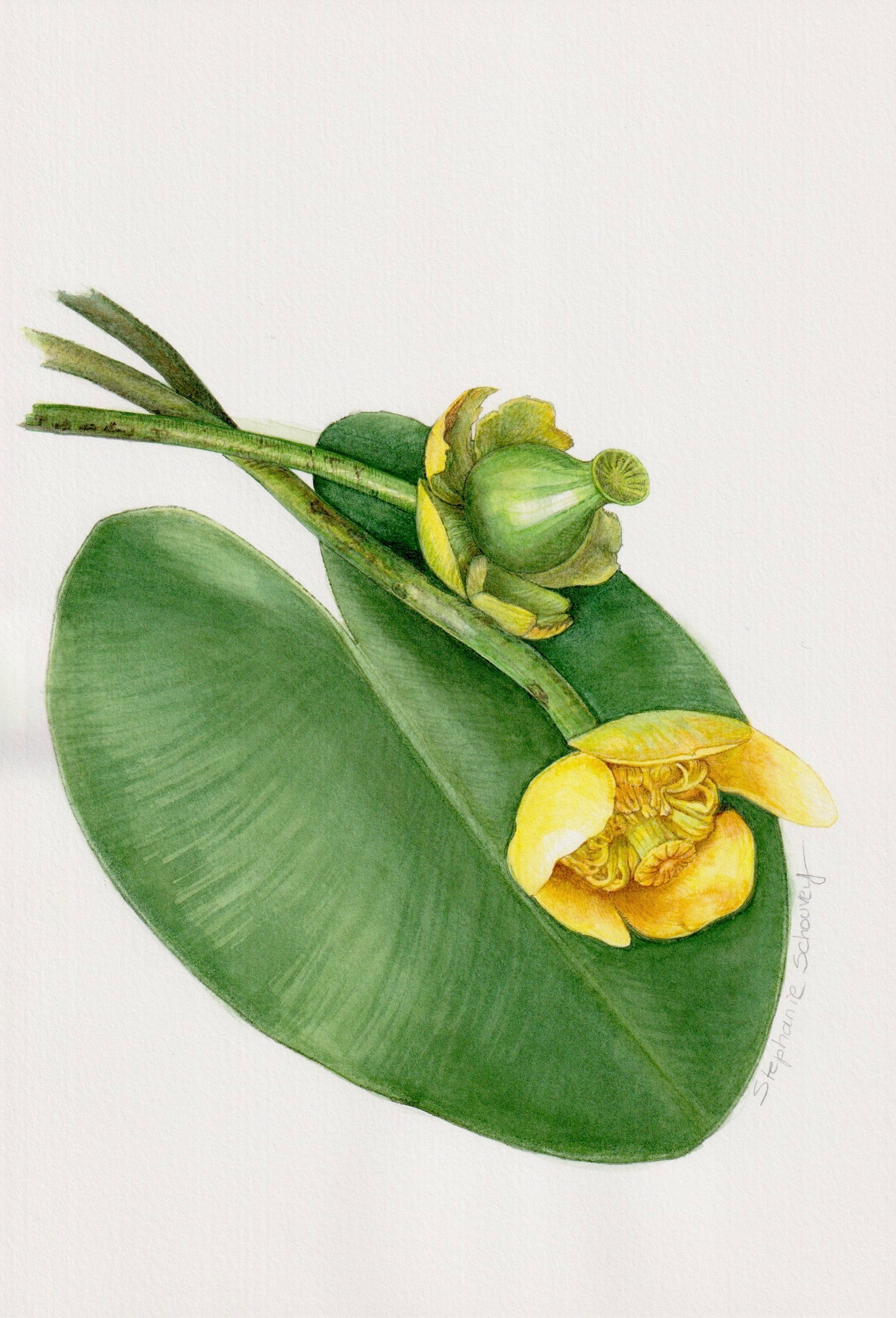 Dessin naturaliste à l'aquarelle de nénuphar jaune des marais, Nuphar lutea 