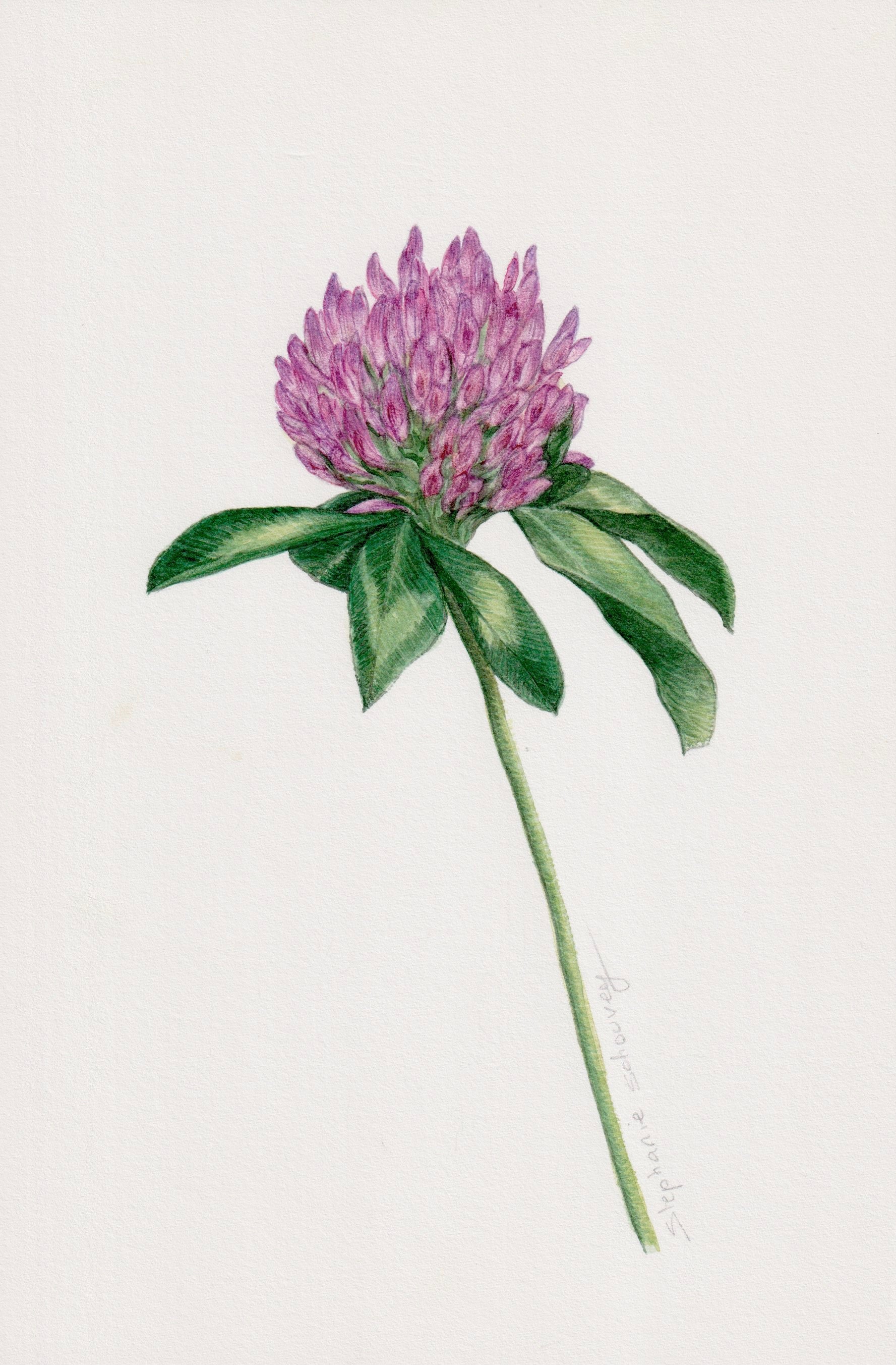Aquarelle botanique de Trifolium pratense, trèfle des prés aux fleurs violettes