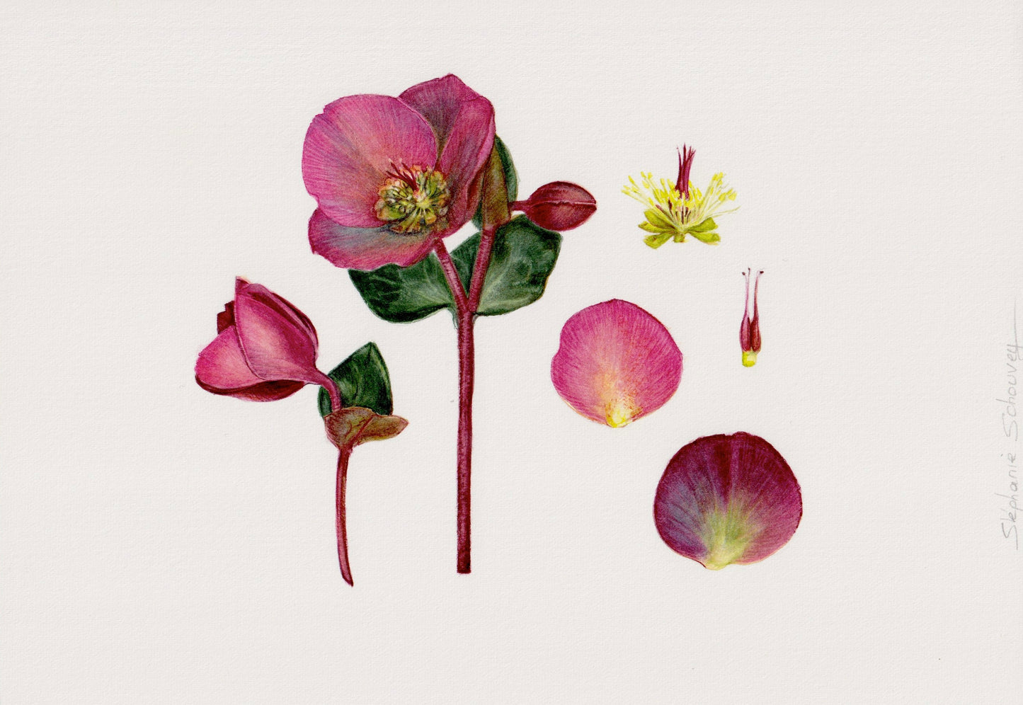 Planche botanique d'Hellébore d'Orient, Helleborus orientalis, fleurs pourpre unie