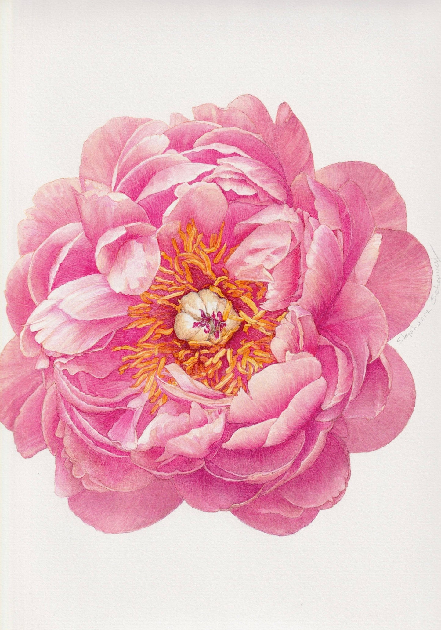 lllustration botanique à l'aquarelle de pivoine herbacée rose (Paeonia lactiflora)