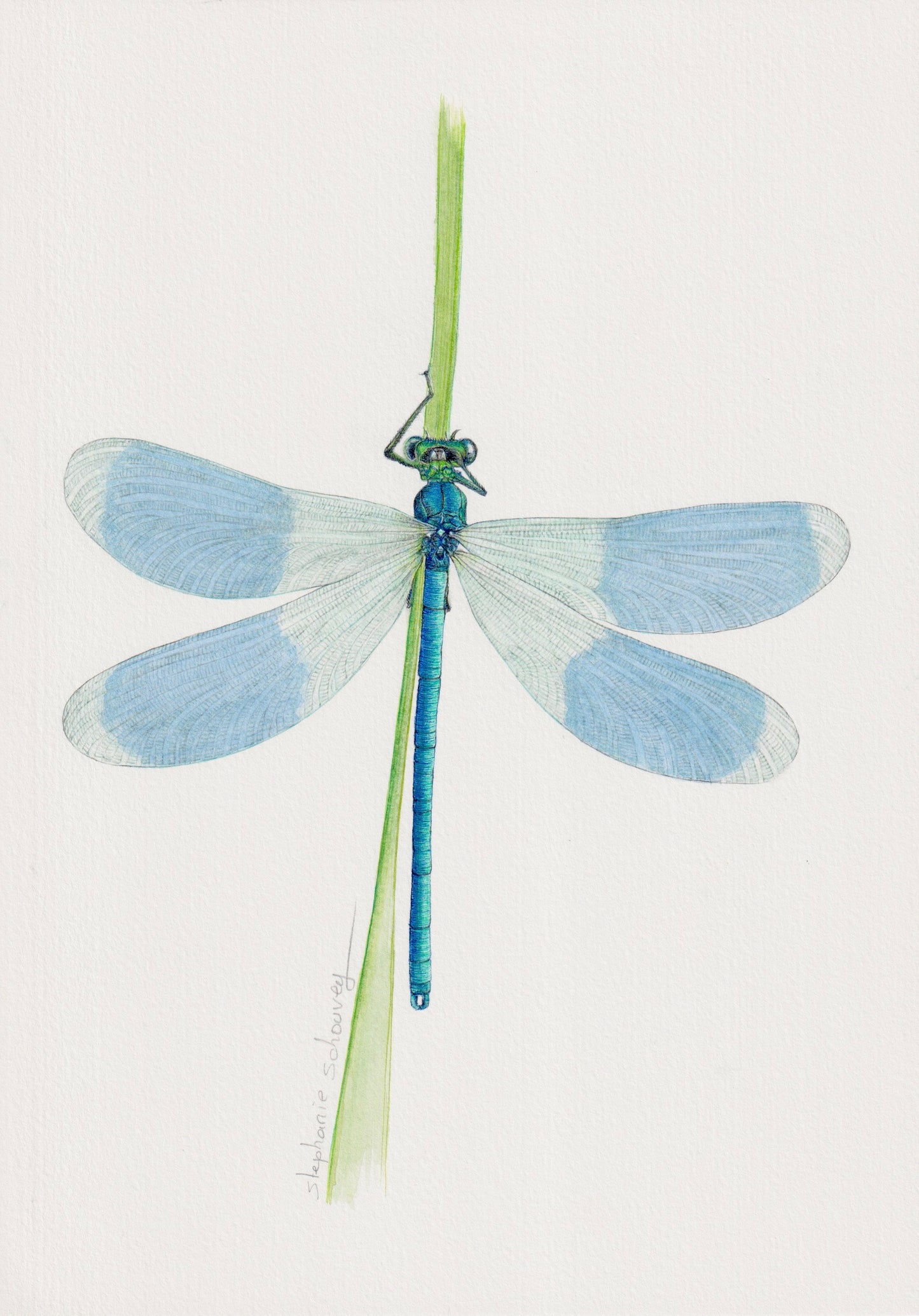 CALOPTERYX