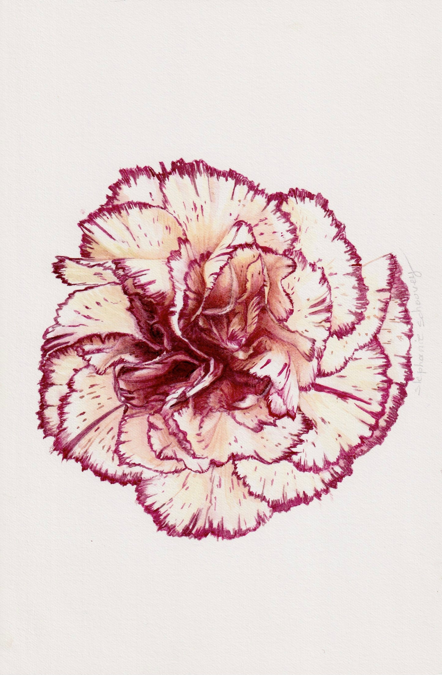 Aquarelle botanique de Dianthus caryophyllus, œillet aux pétales panachés