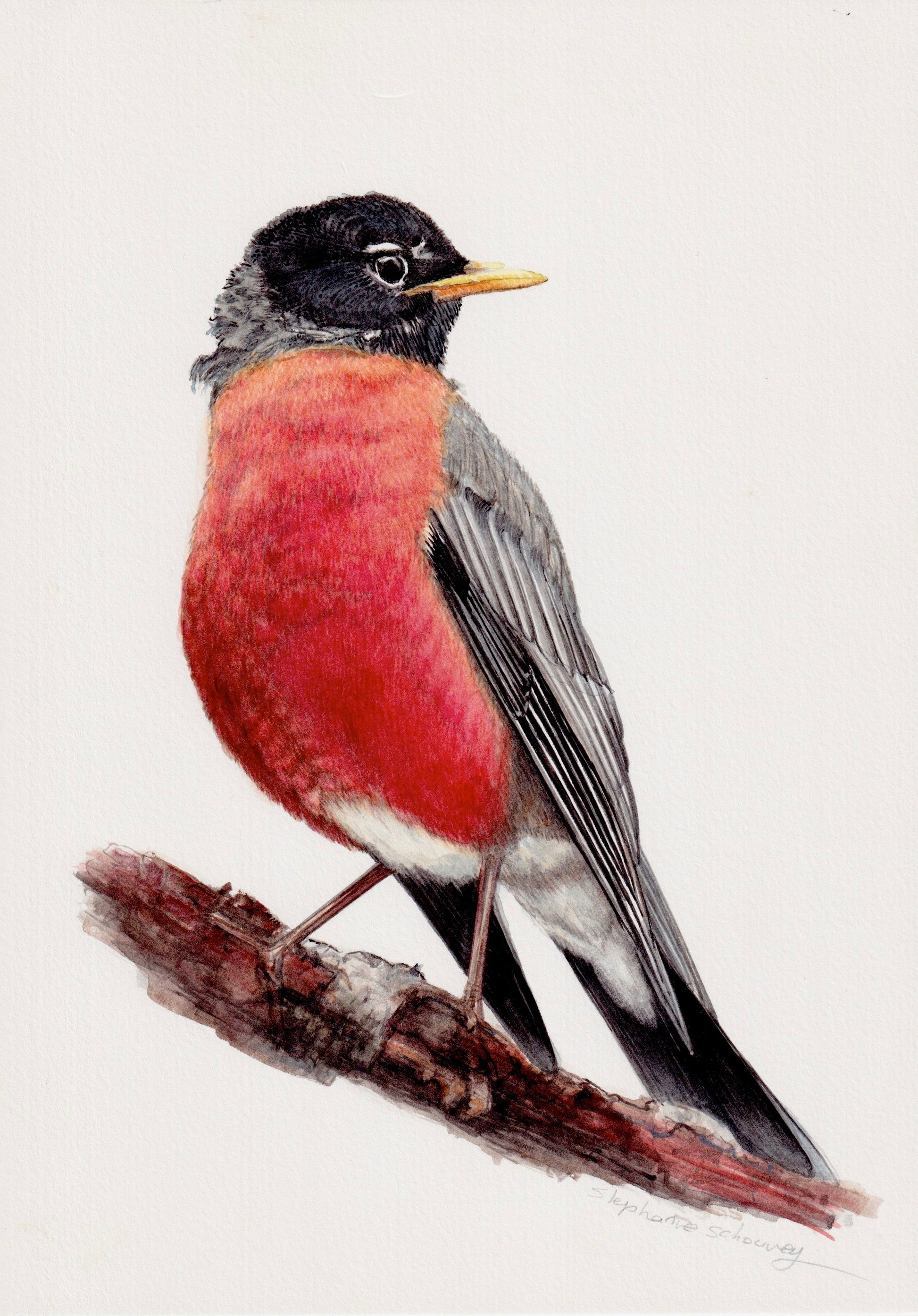 Illustration naturaliste à l'aquarelle de merle d'Amérique ou rouge-gorge d'Amérique (Turdus migratorius)