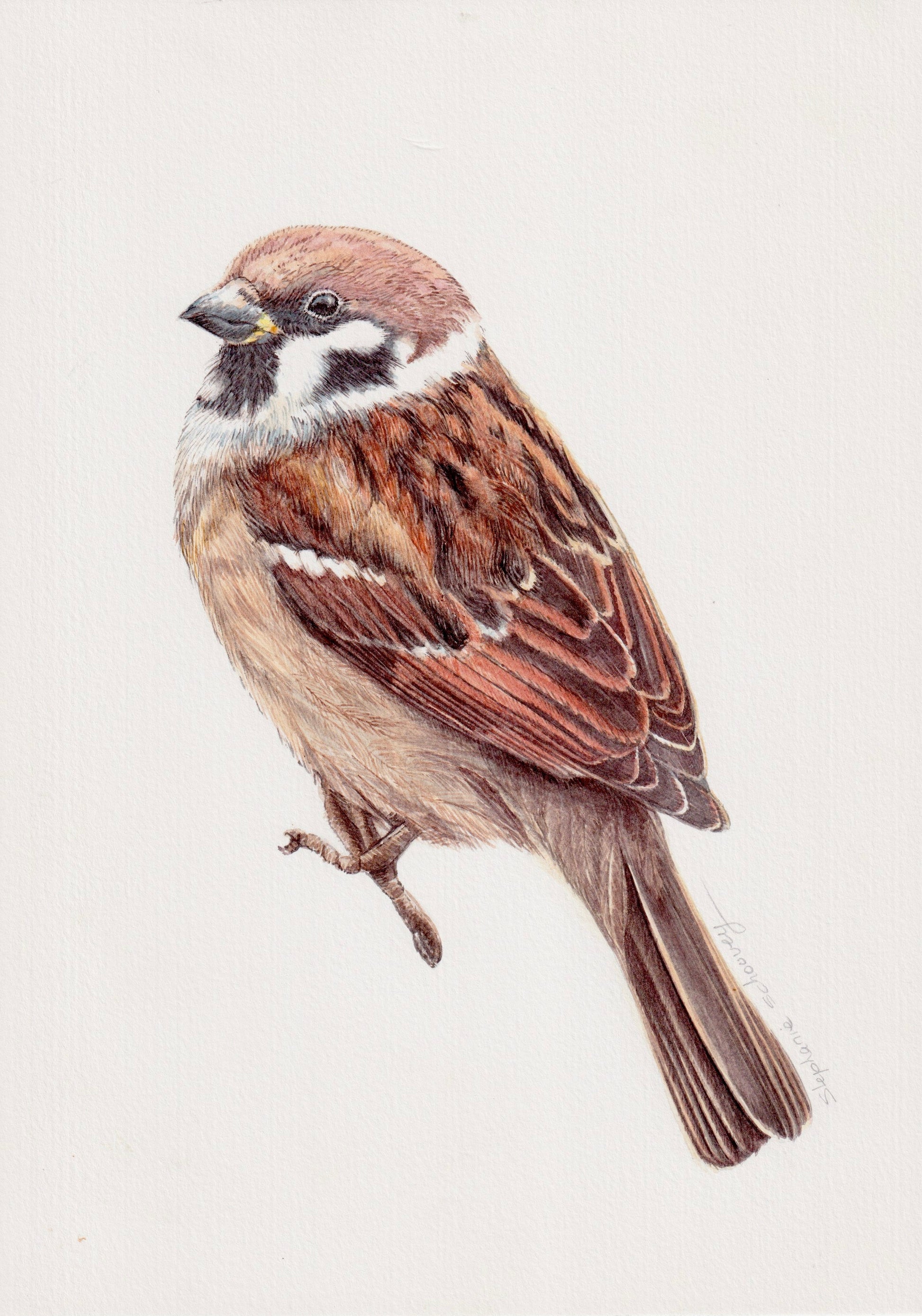 Illustration naturaliste à l'aquarelle de moineau domestique (Passer domesticus, Passeridae)