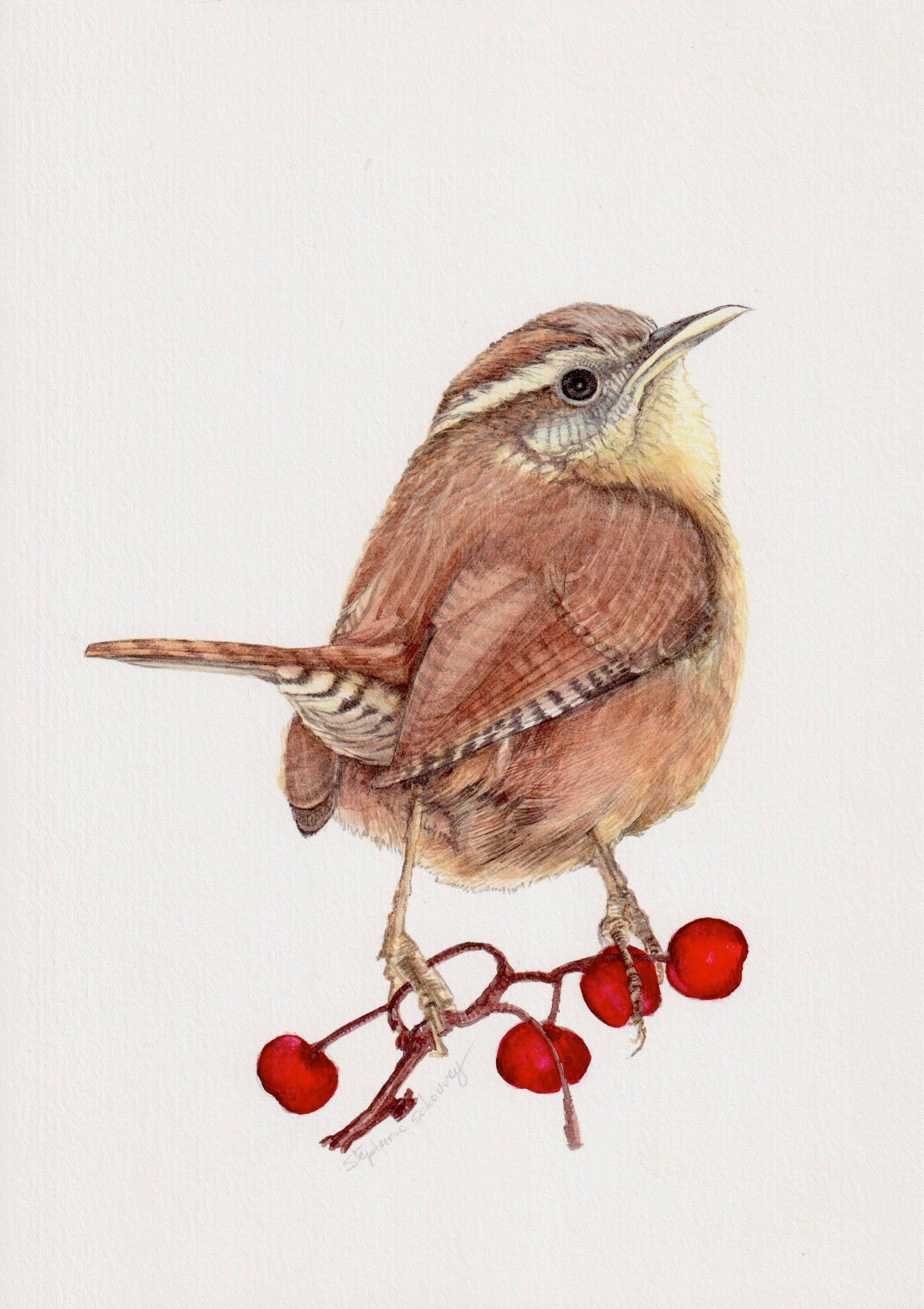 Illustration naturaliste à l'aquarelle de troglodyte mignon (Troglodytes troglodytes)