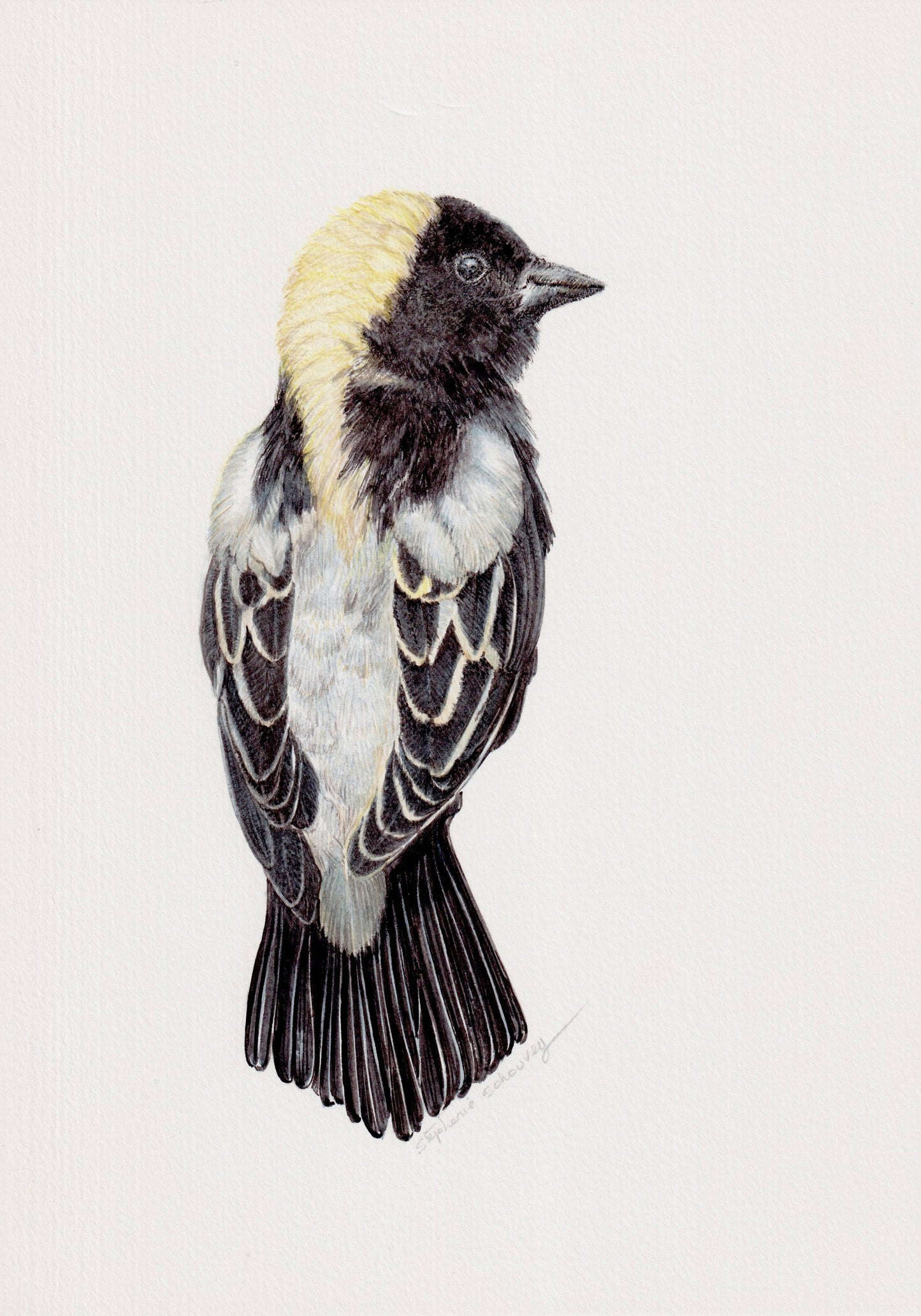 Illustration naturaliste à l'aquarelle de goglu des prés (Dolichonyx oryzivorus, Icteridae)