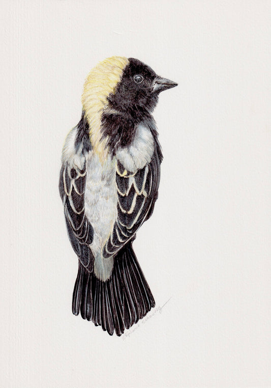Illustration naturaliste à l'aquarelle de goglu des prés (Dolichonyx oryzivorus, Icteridae)