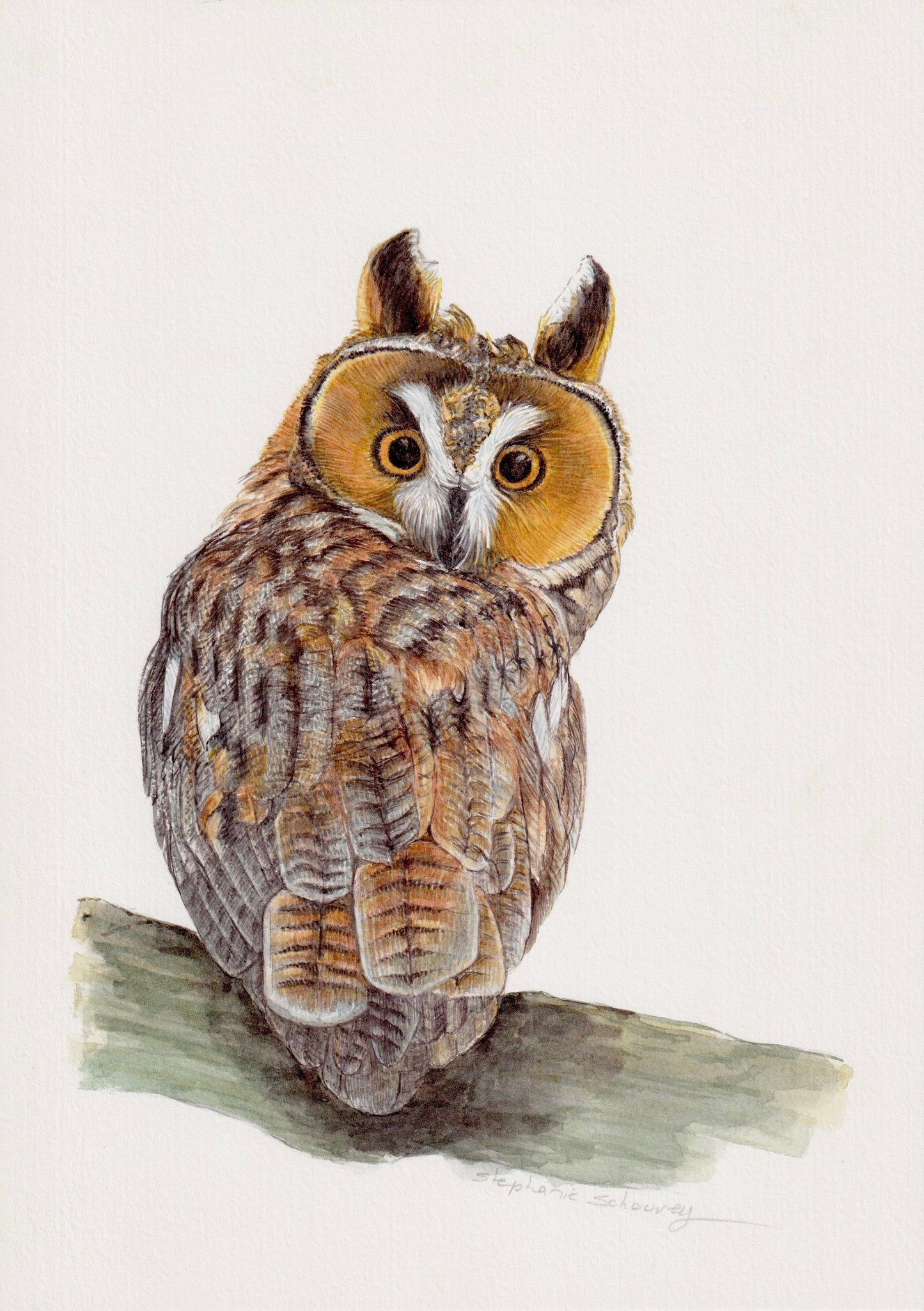 Illustration naturaliste à l'aquarelle de hibou moyen-duc (Asio otus), rapace nocturne