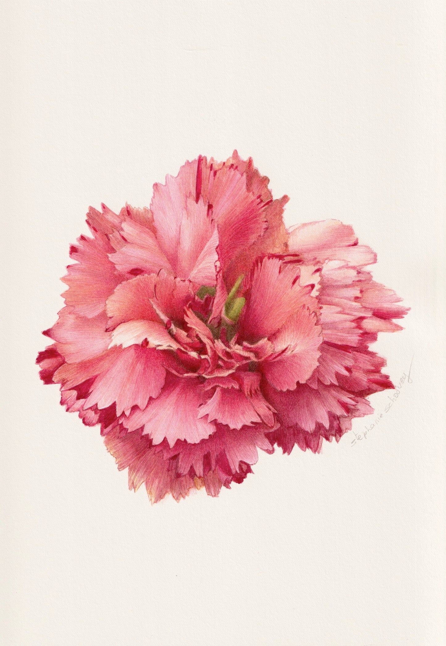 Illustration botanique à l'aquarelle d'œillet mignardise (Dianthus plumarius)