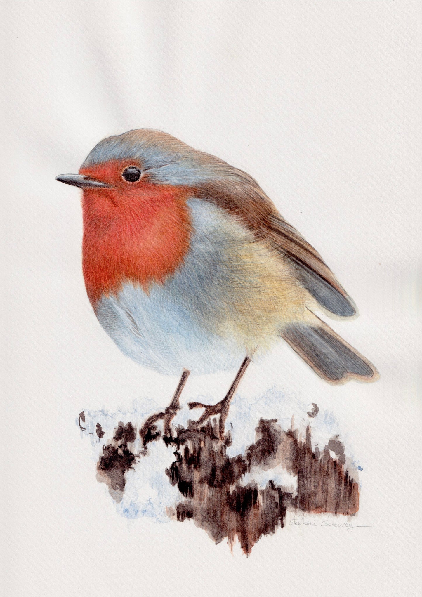 Illustration naturaliste à l'aquarelle de rouge-gorge familier des jardins ou robin (Erithacus rubecula)