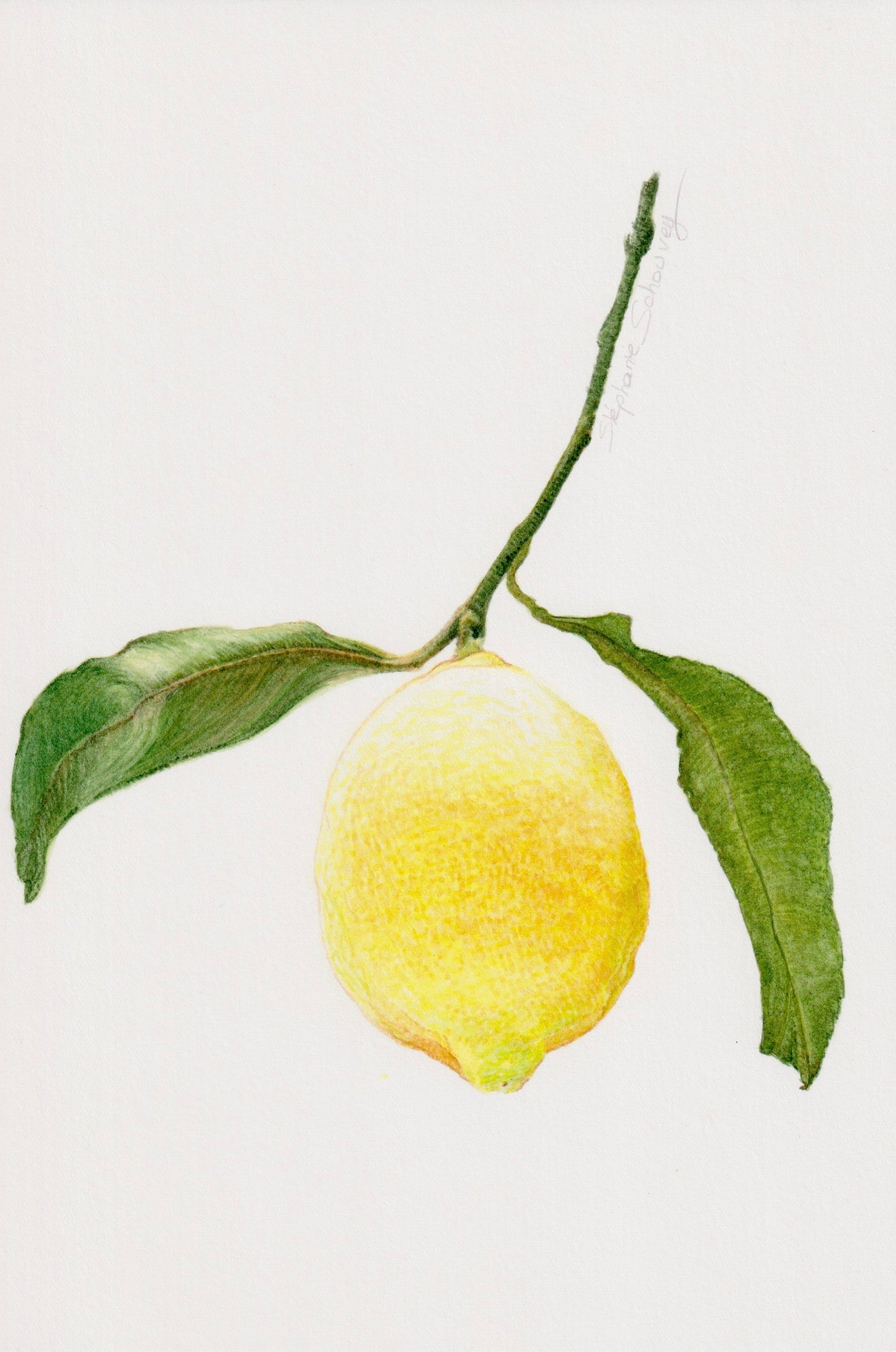 Aquarelle botanique d'agrume, citron jaune