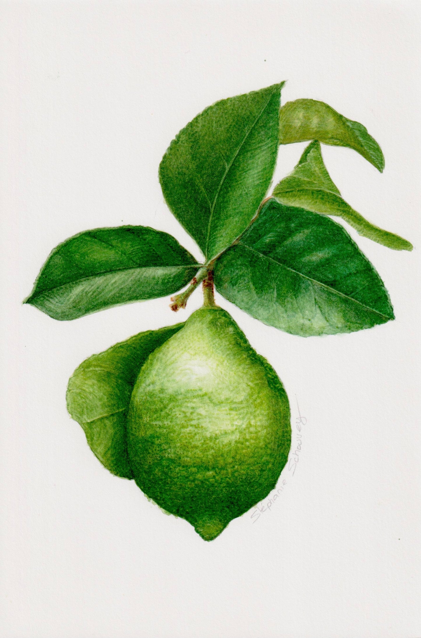 Illustration botanique à l'aquarelle de citron vert