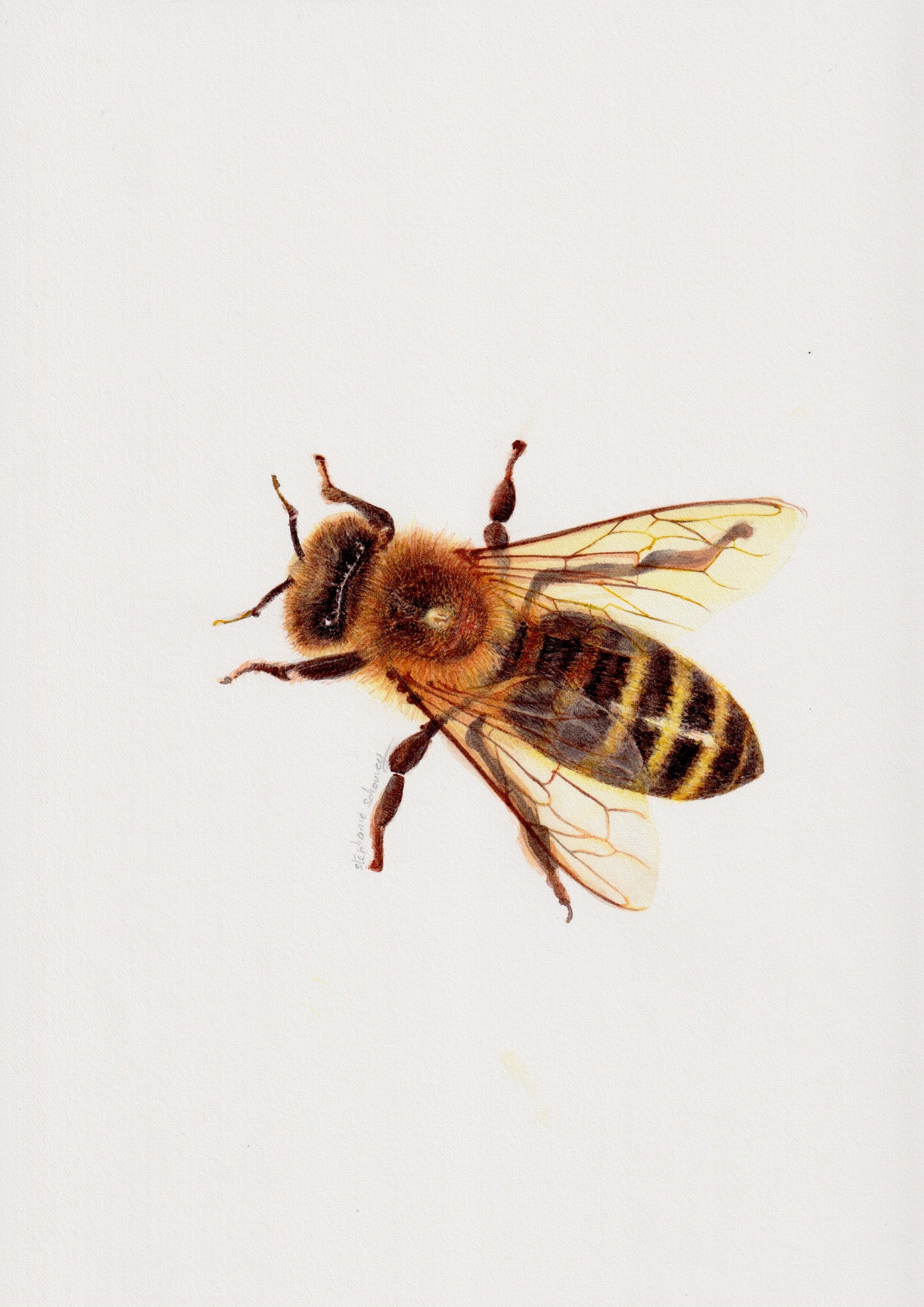 Illustration naturaliste à l'aquarelle d'abeille domestique (Apis mellifera)