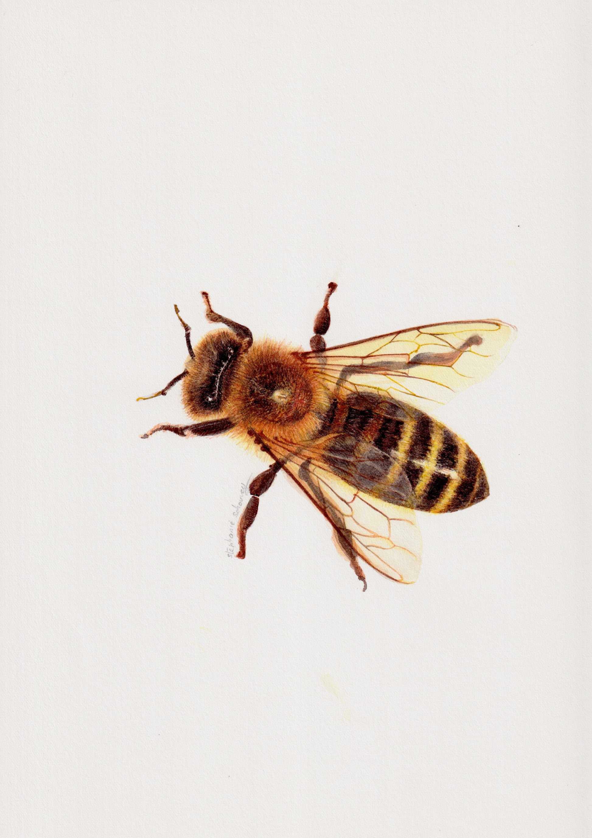 Illustration naturaliste à l'aquarelle d'abeille domestique (Apis mellifera)